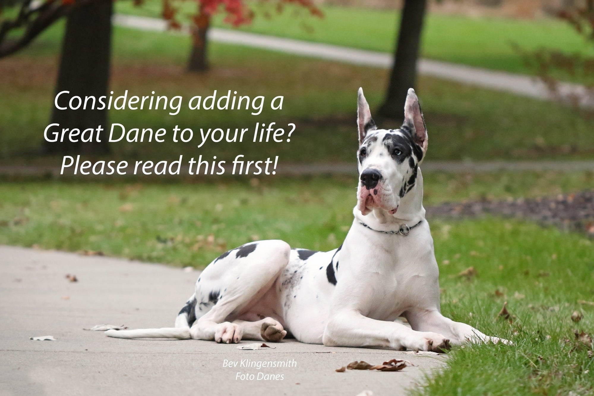 Meet Bing, the Great Dane from The Friend Movie—What You Should Know Before Getting a Dane