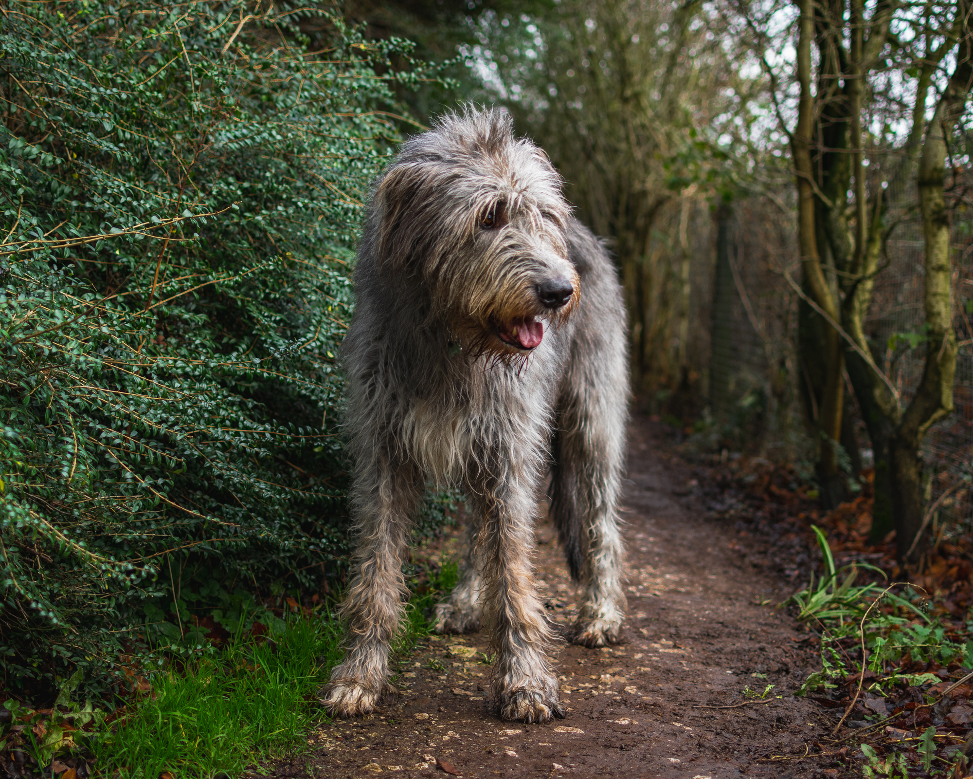 Irish Dog Breeds: A Look at the Gentle Giants from the Emerald Isle