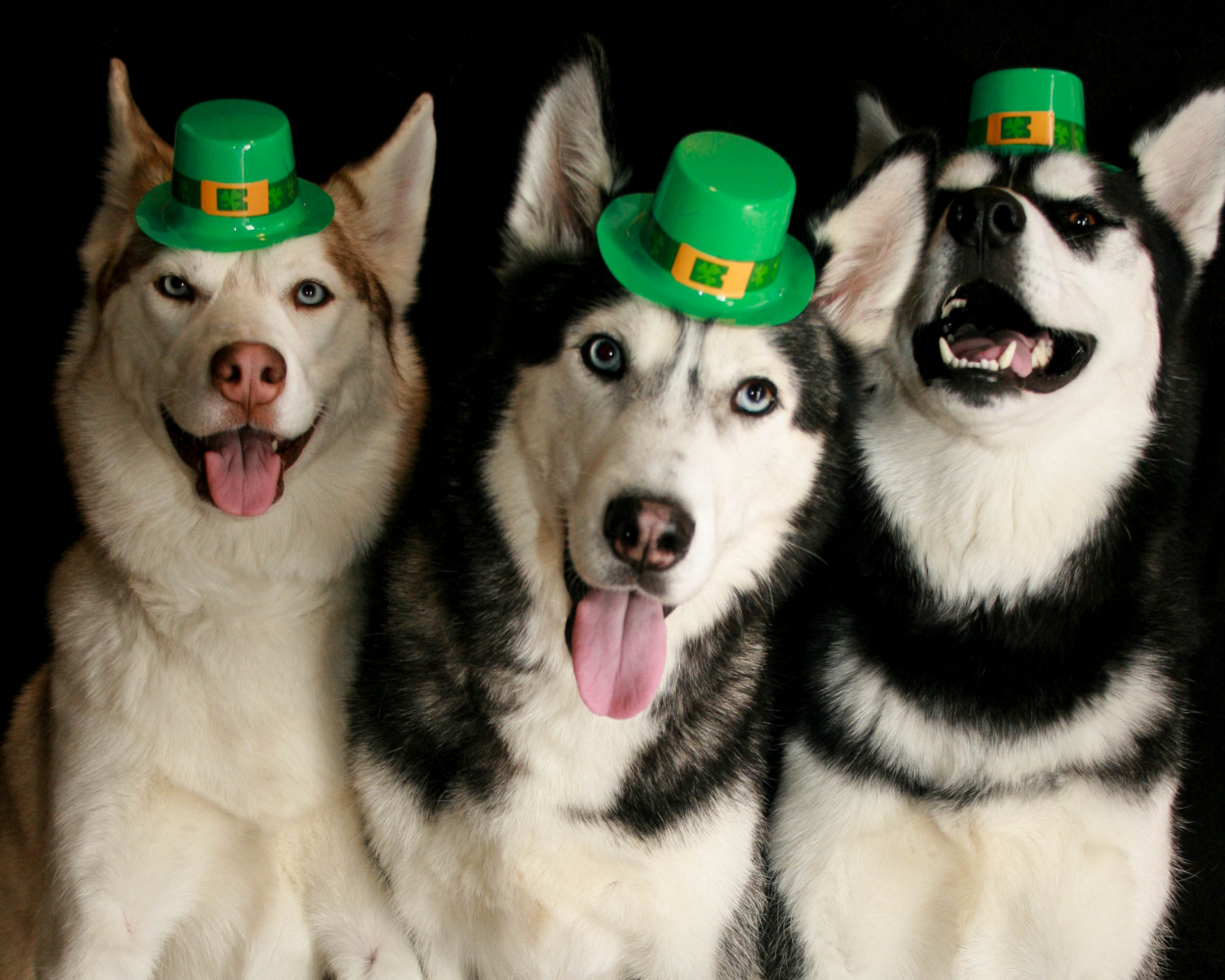 Gold at the End of the Leash: The True Treasure of Proactive Pet Care