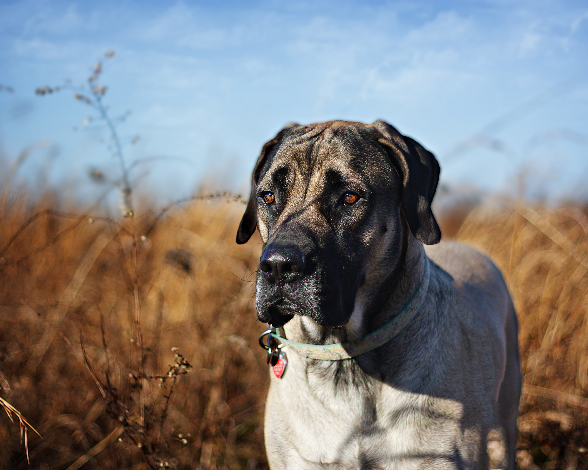 National Pet Day: 5 Real Ways to Help Orphaned and Overlooked Pets