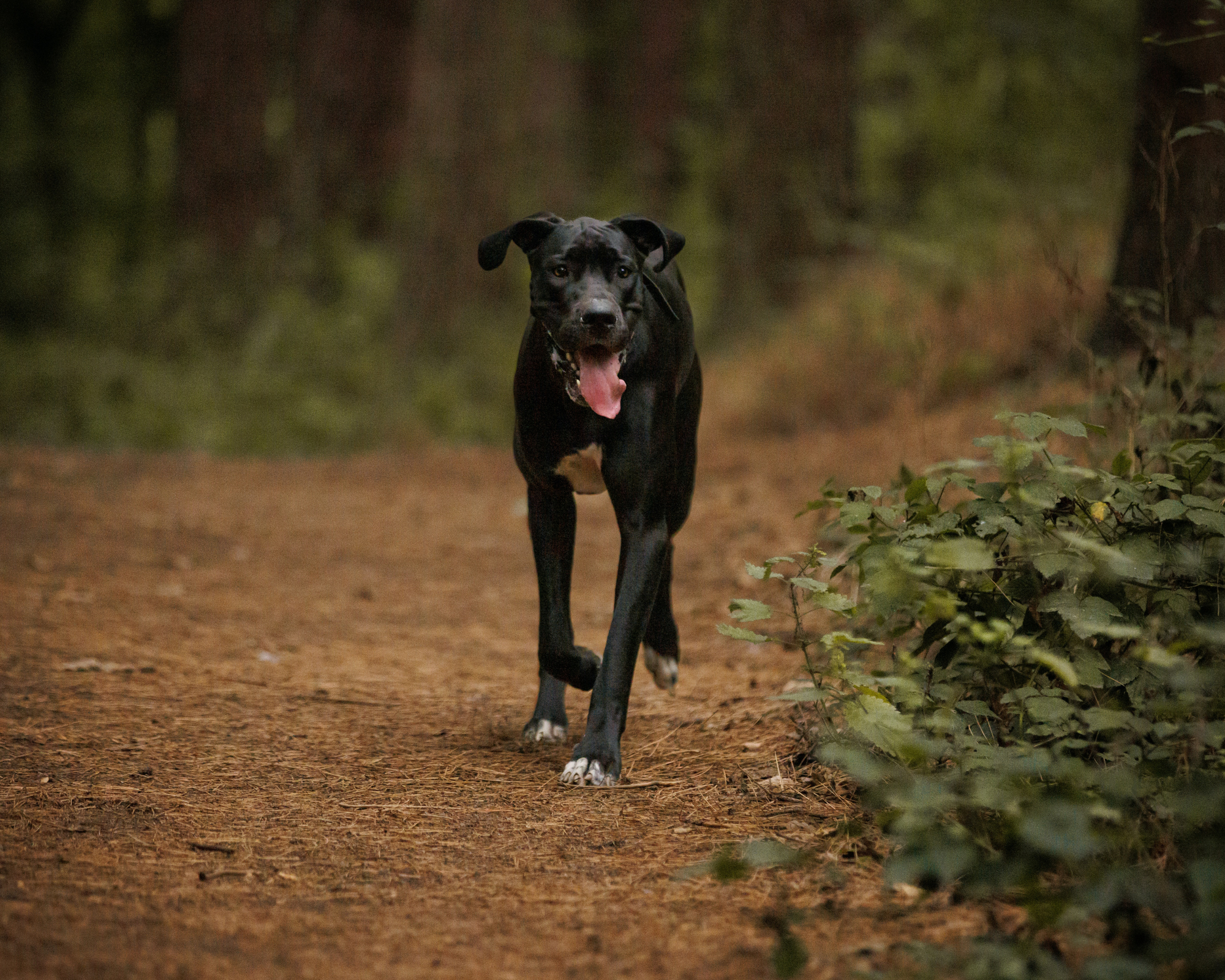 5 Signs Your Big Dog Is in Pain (That Don’t Look Like Pain)