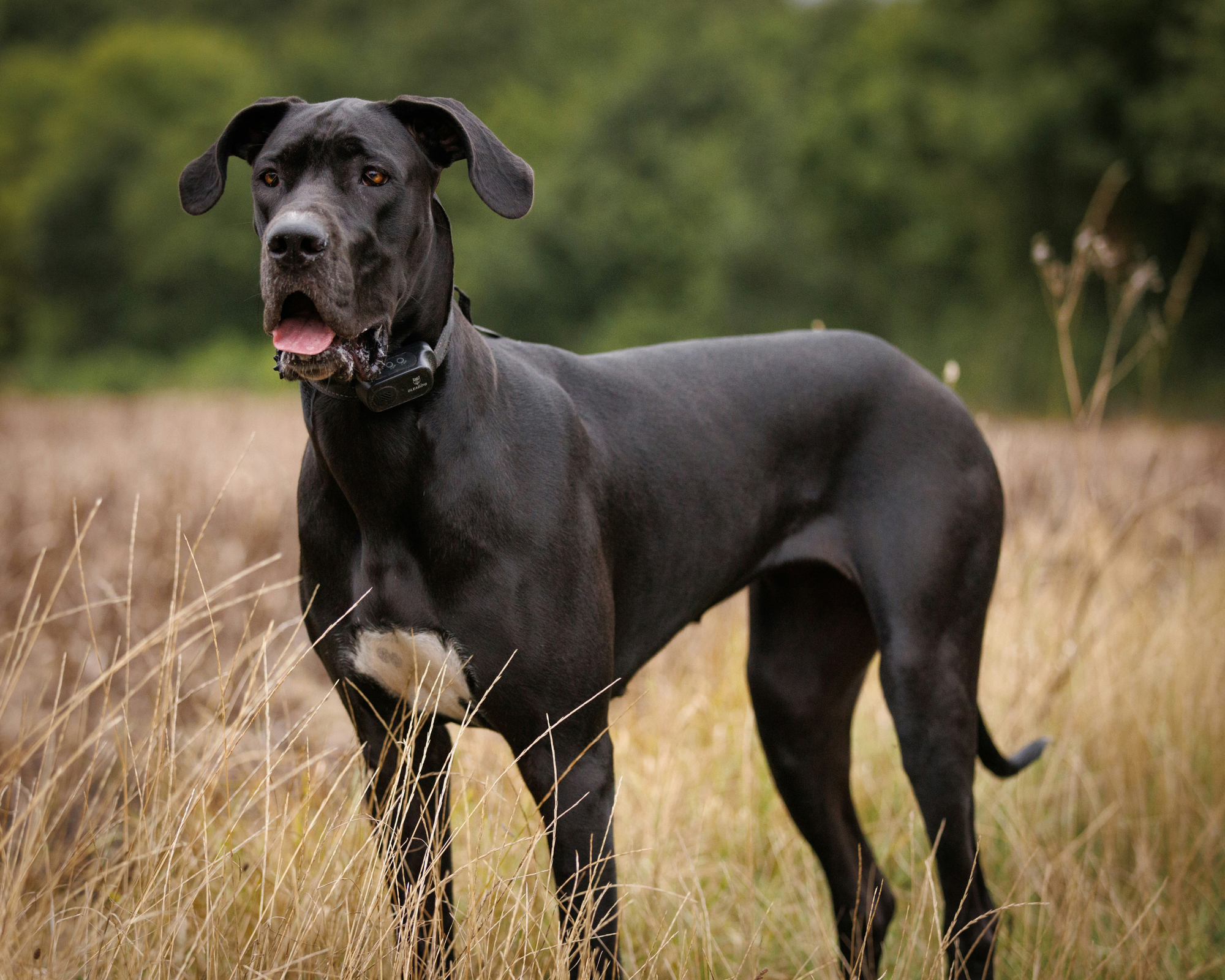 Spring Safety Tips for Giant Breed Dogs