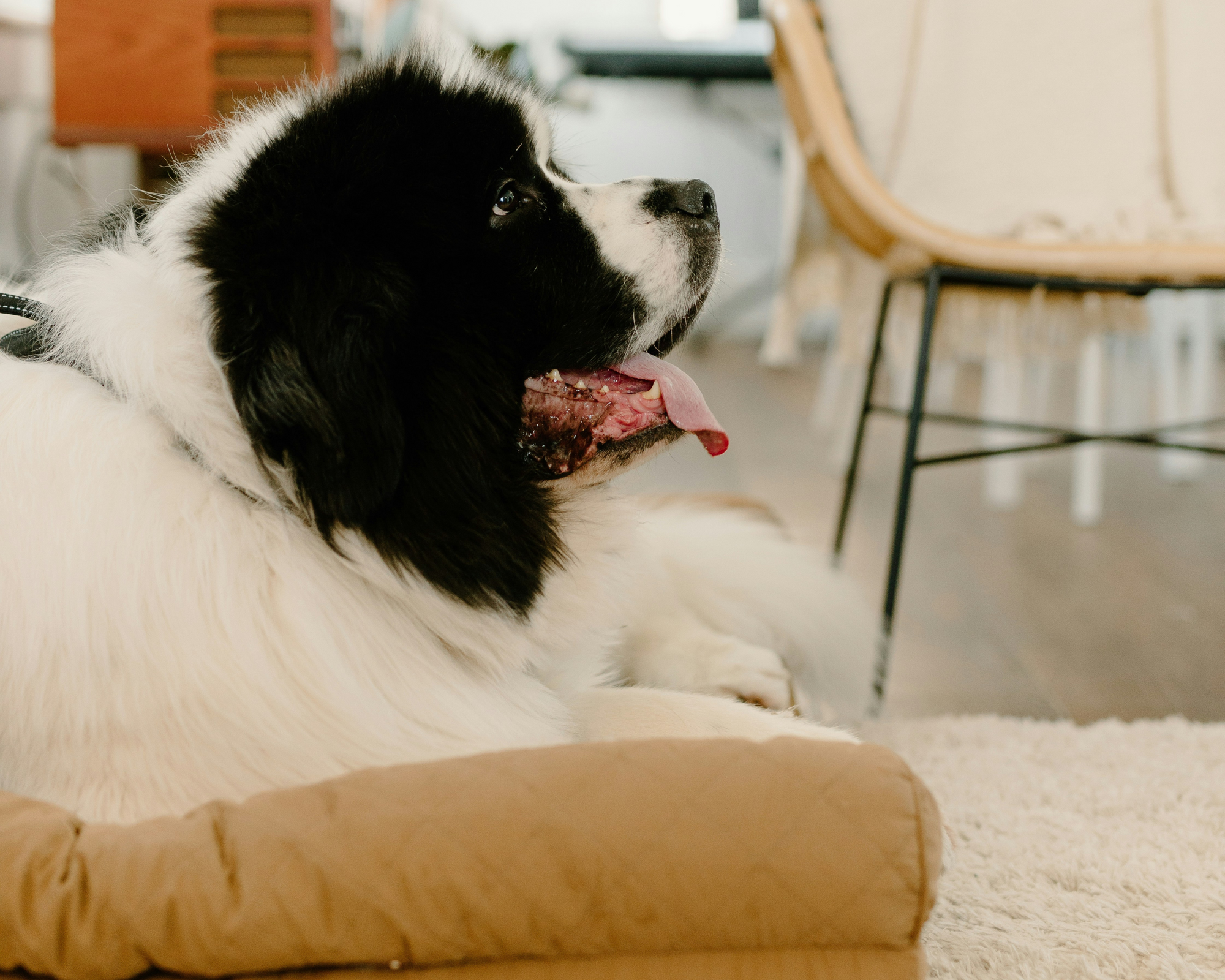 The Top 3 Training Cues Every Giant Dog Should Know