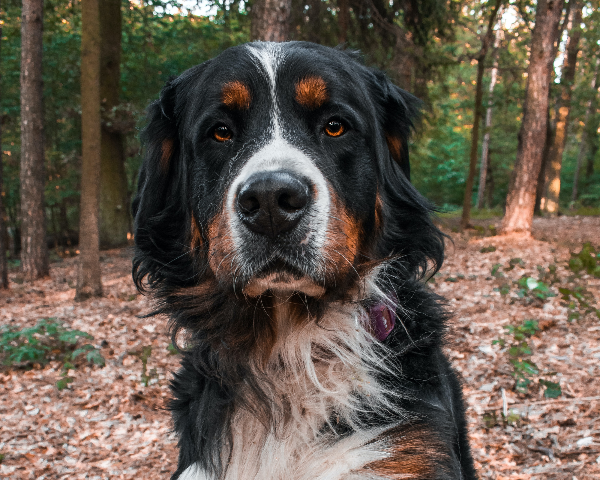 How Far Is Too Far? Safe Exercise for Giant Breed Dogs