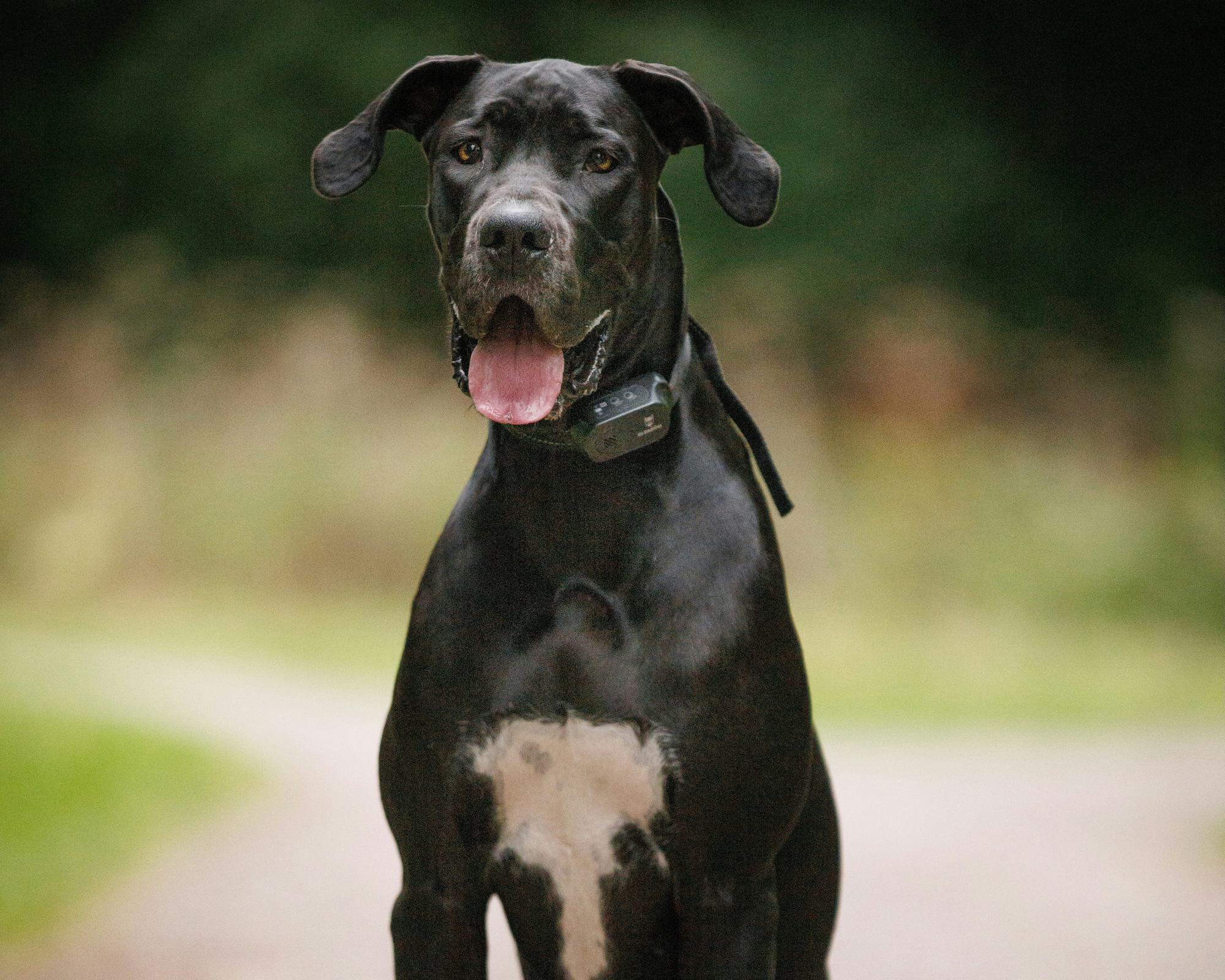 Glucosamine for Dogs: What Big Dog Owners Need to Know