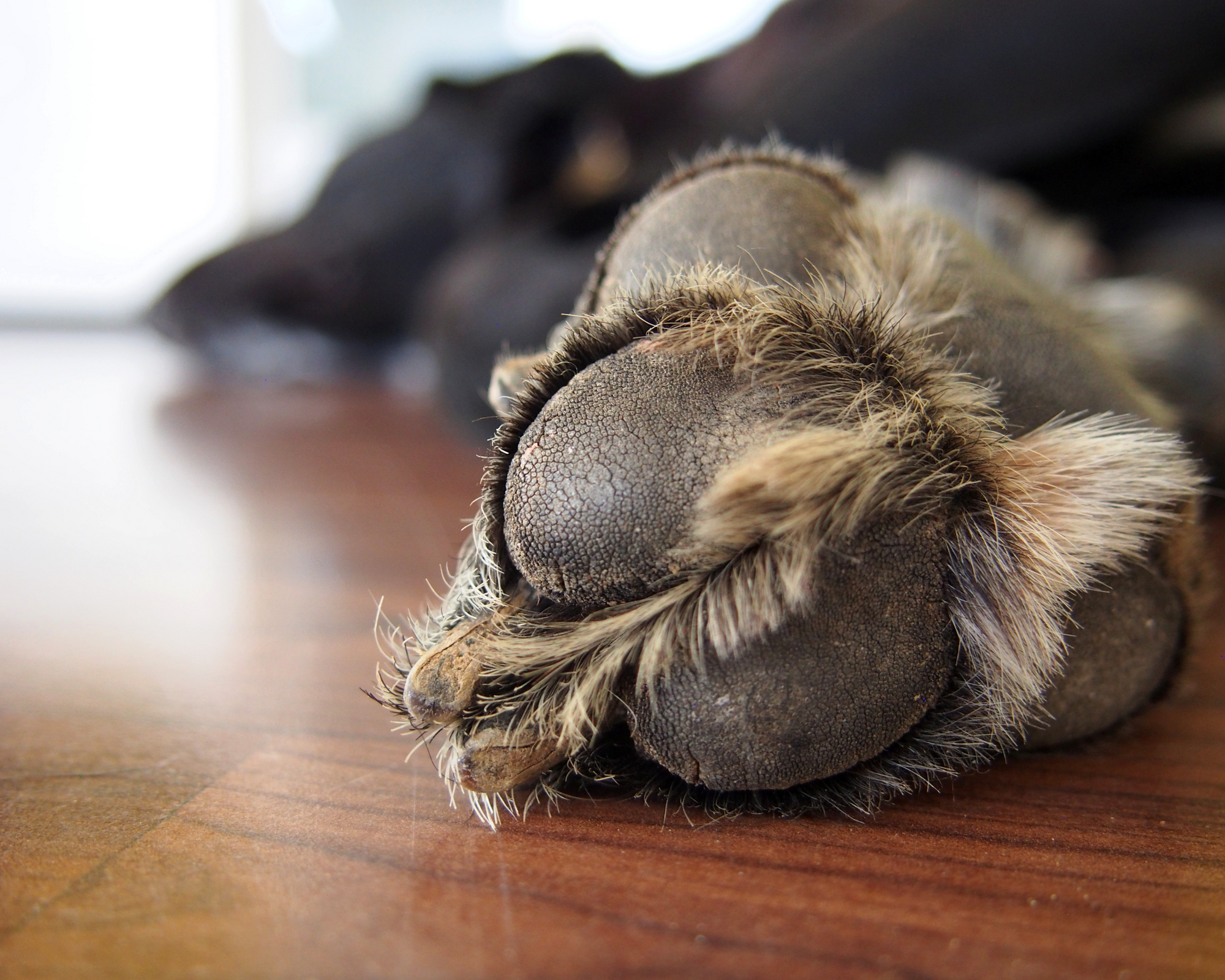 What Is “The Quick”? Nail Care Basics Every Big Dog Owner Should Know