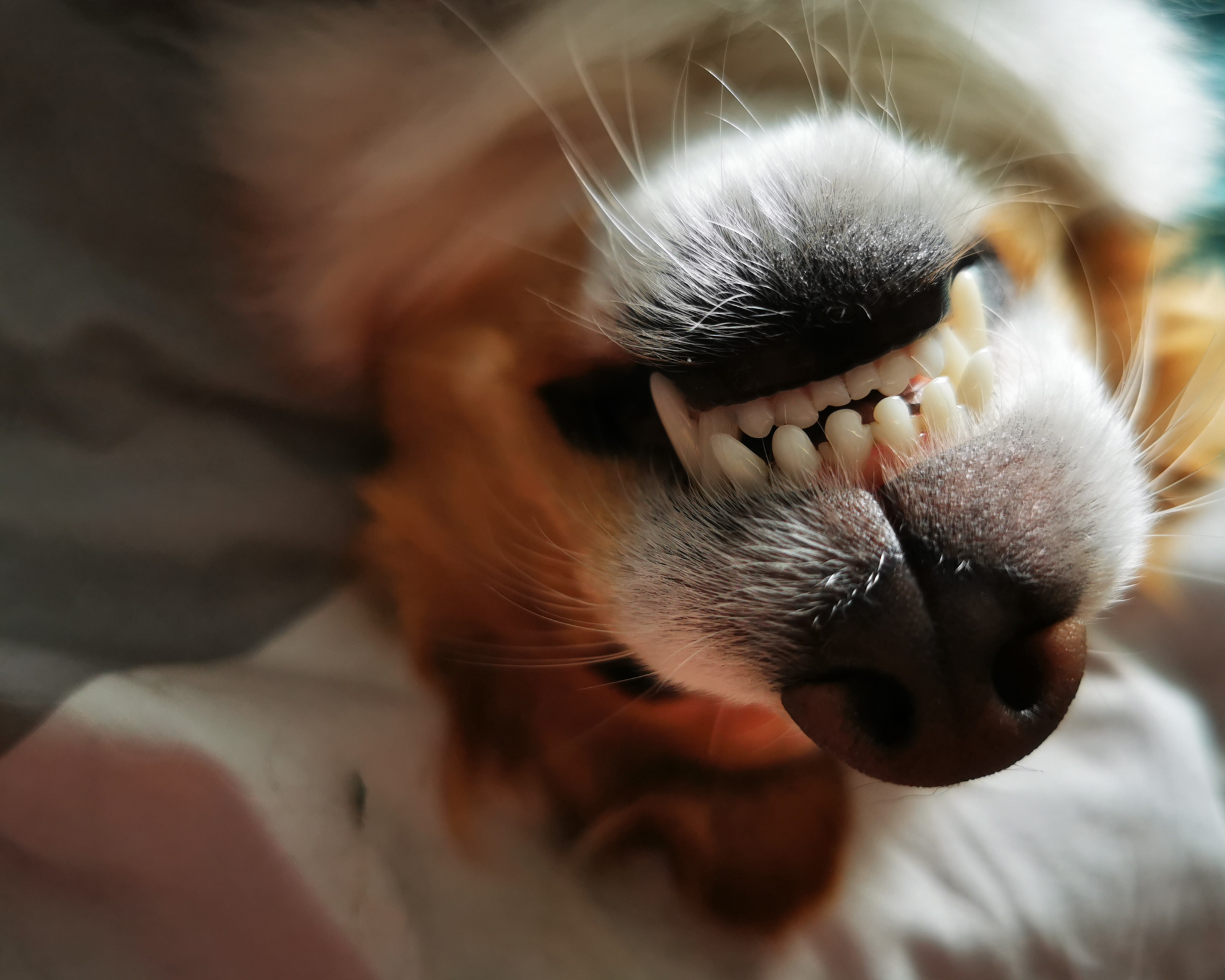 Big Mouth, Big Problems: Dental Care for Giant Breed Dogs
