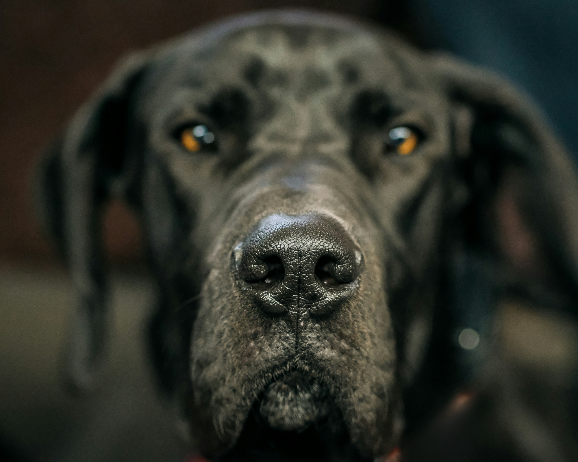 The Other Side of Sweet: Understanding the Tougher Traits of Great Danes
