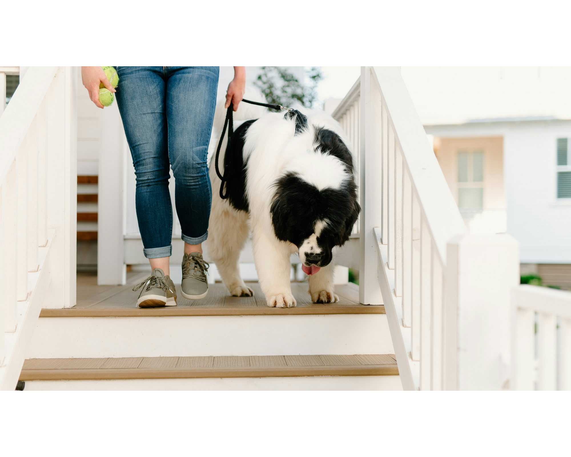 New Year, New Habits for Your Big Dog