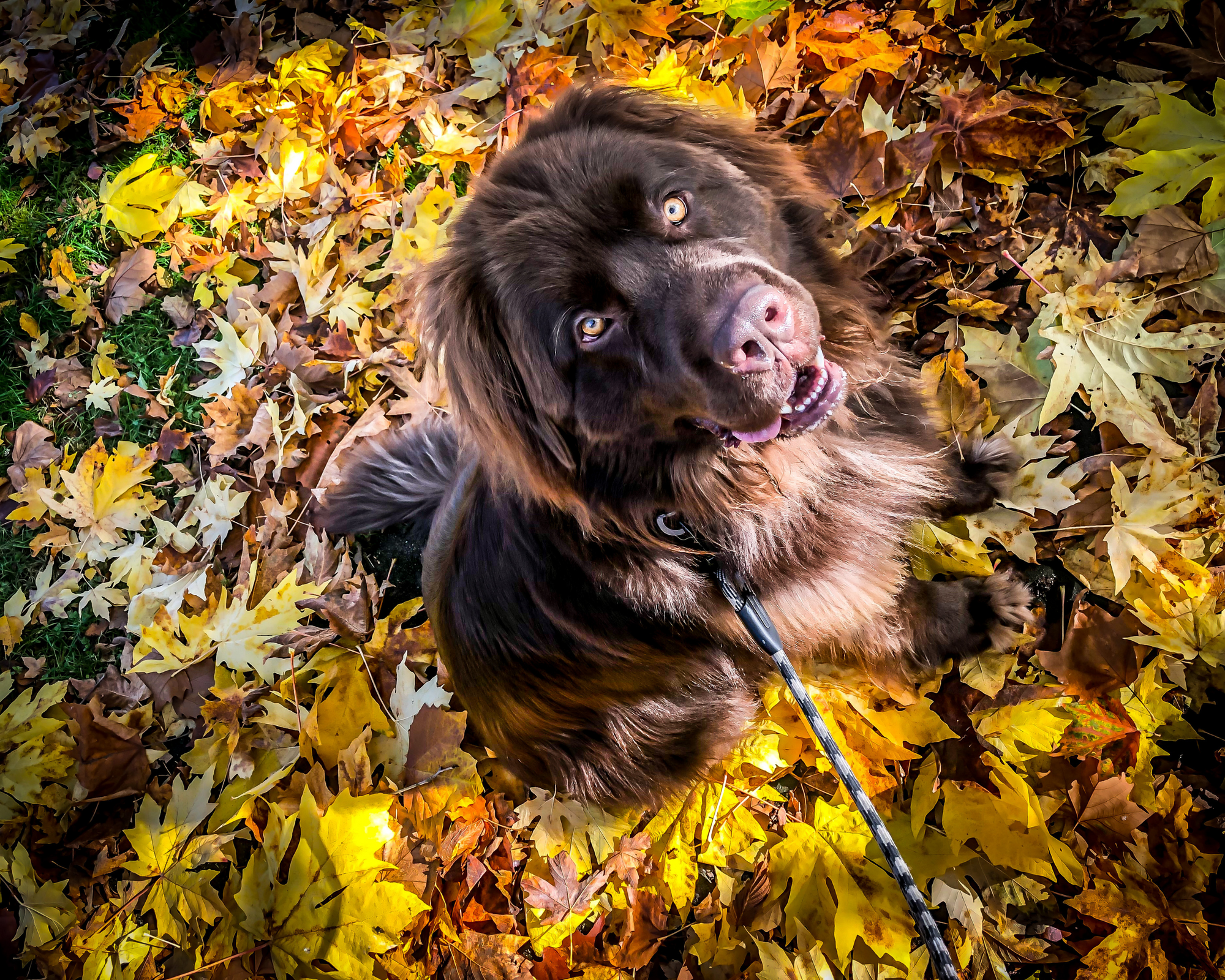 Back to Basics: The Giant Dog Parent's Fall Reset