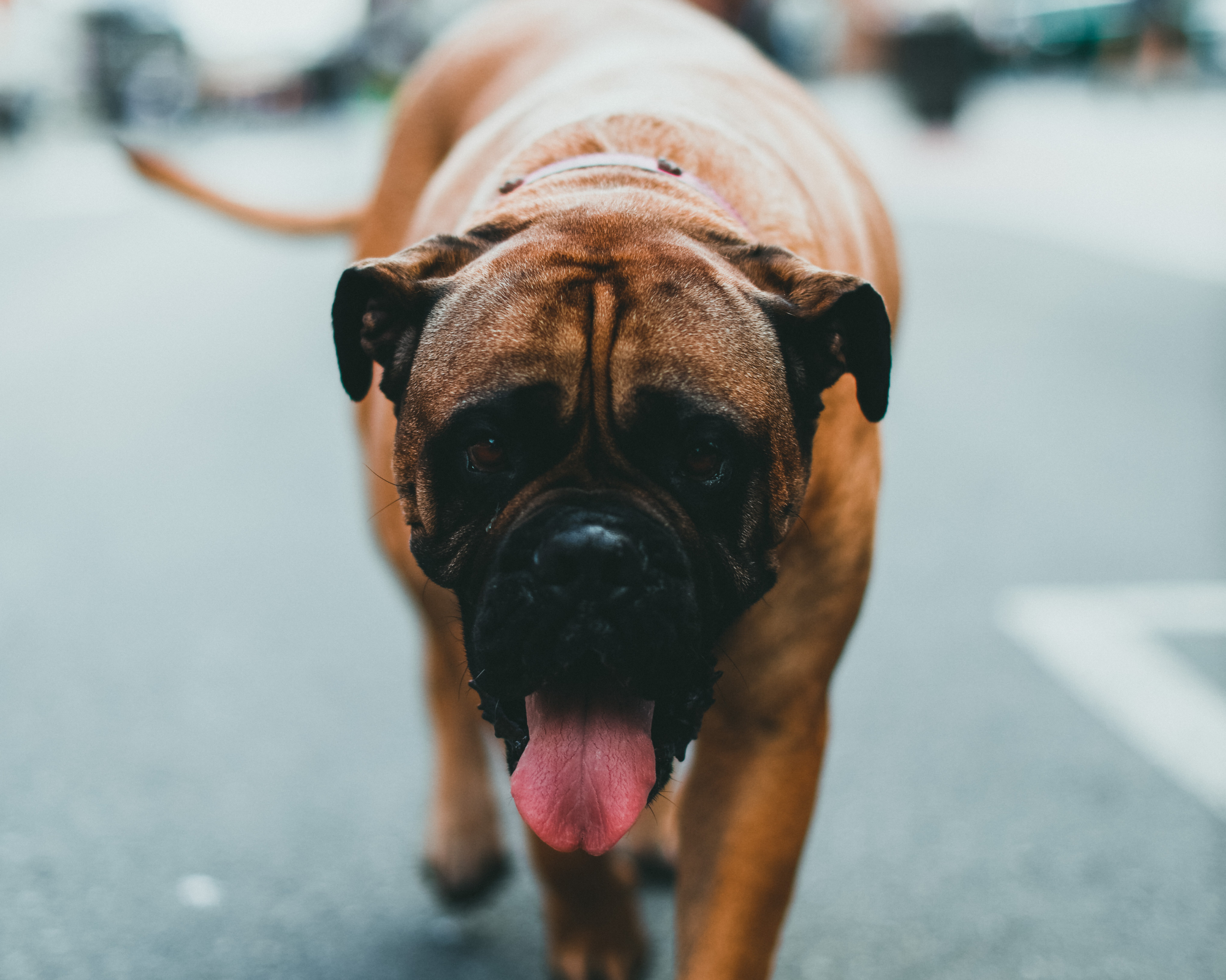 Why Extra Weight Hits Big Dogs Harder: The Real Cost of Obesity