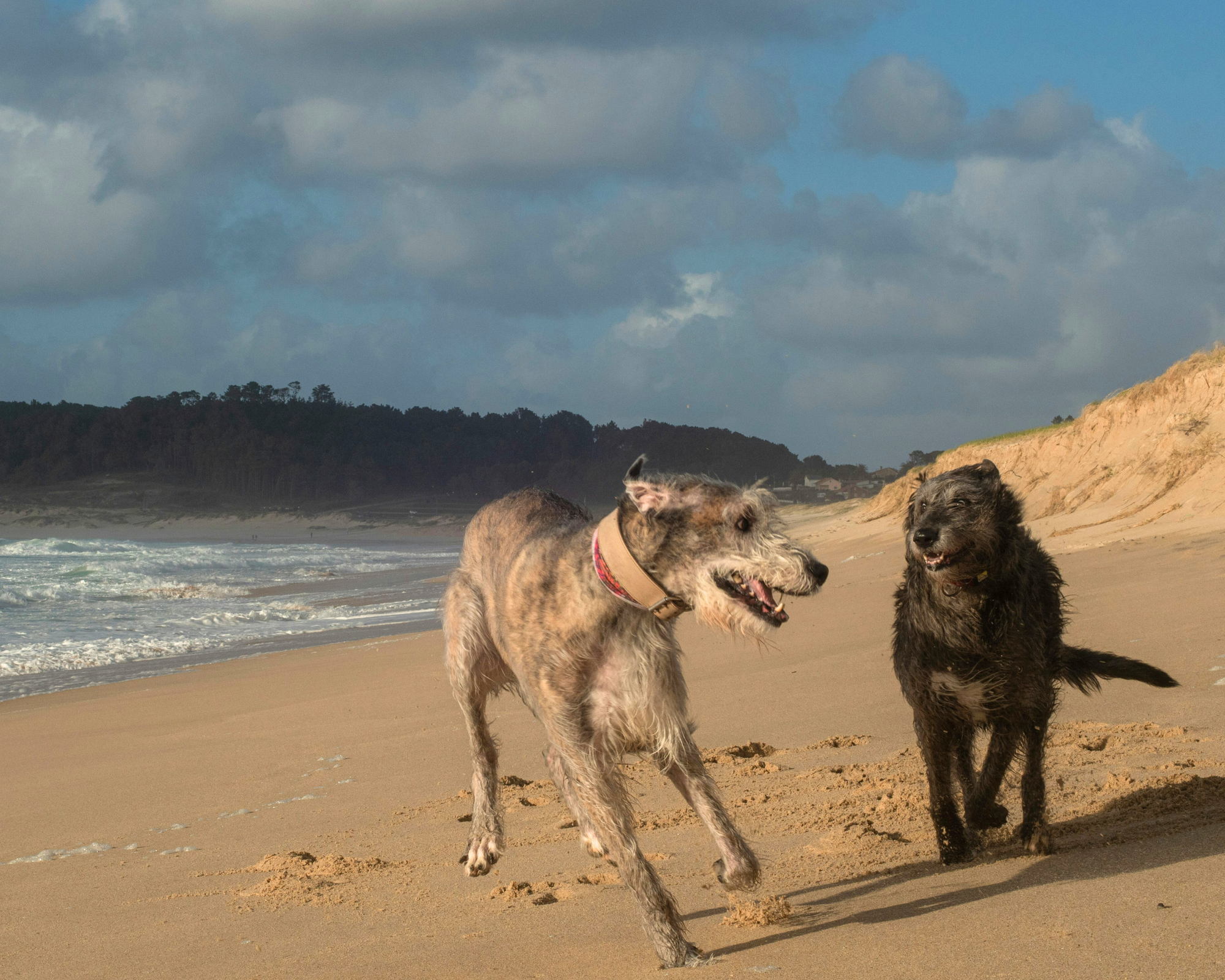 Joint Support Is a Team Effort: What Else Your Dog Needs