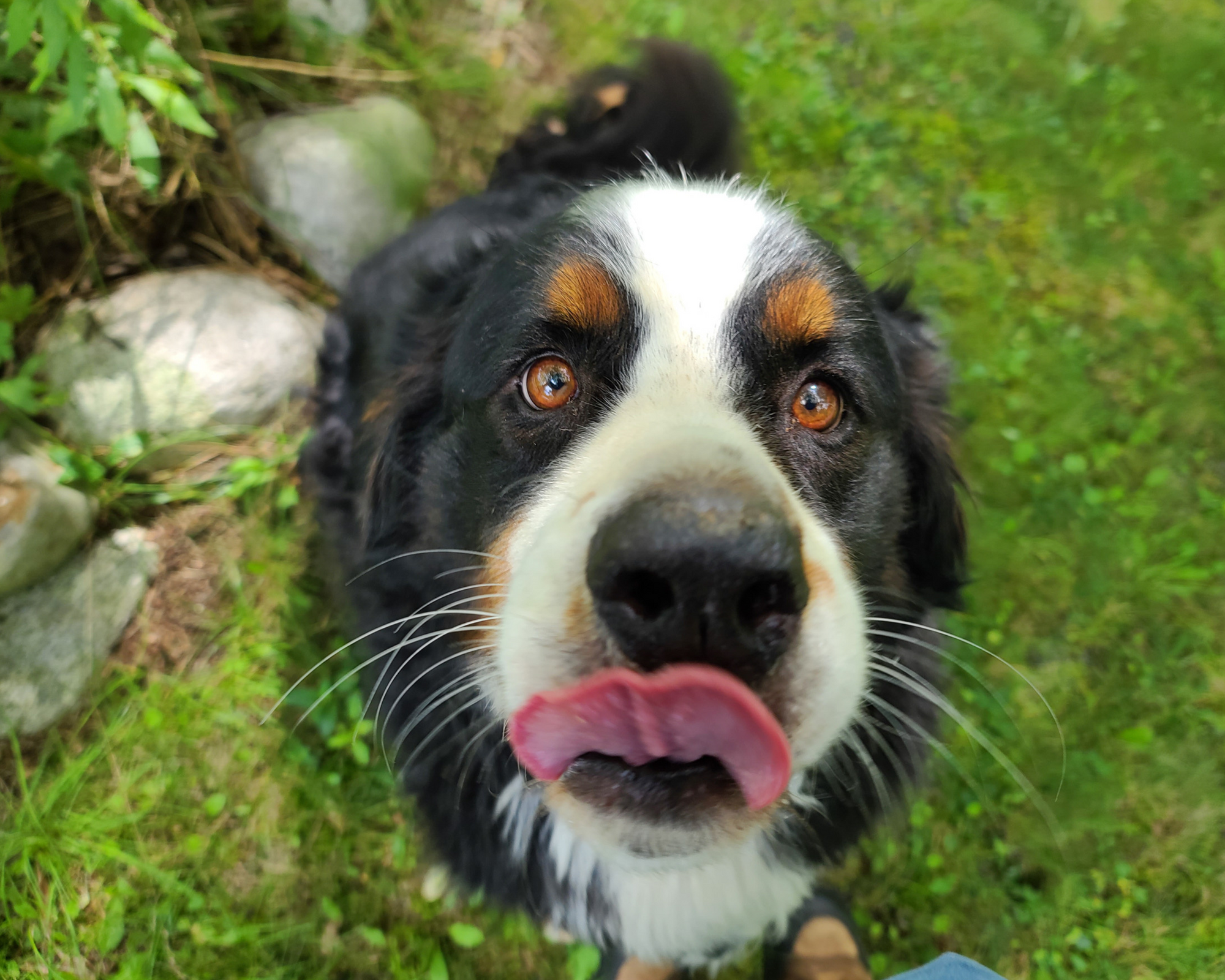 DIY St. Patrick’s Day Dog Treats: A Lucky Snack for Your Pup