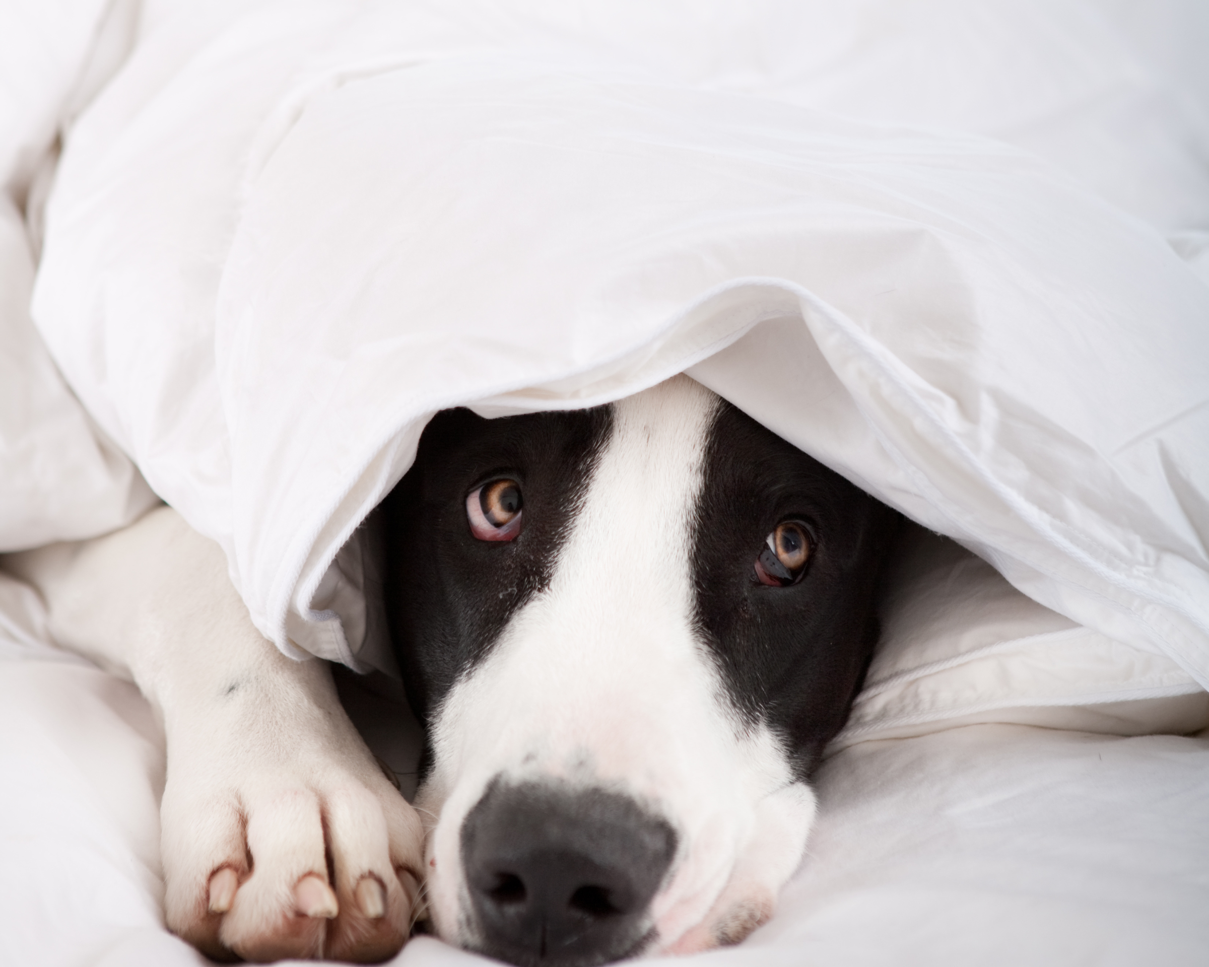 A giant breed dog resting calmly indoors