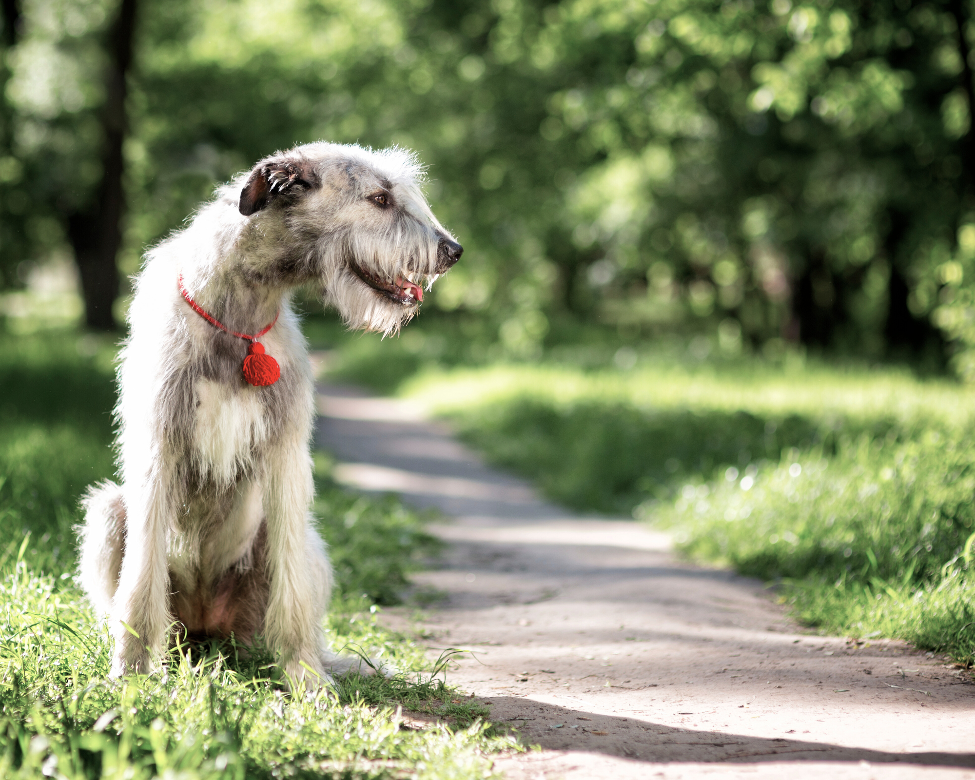 Giant breed dog enjoying a summer day outdoors
