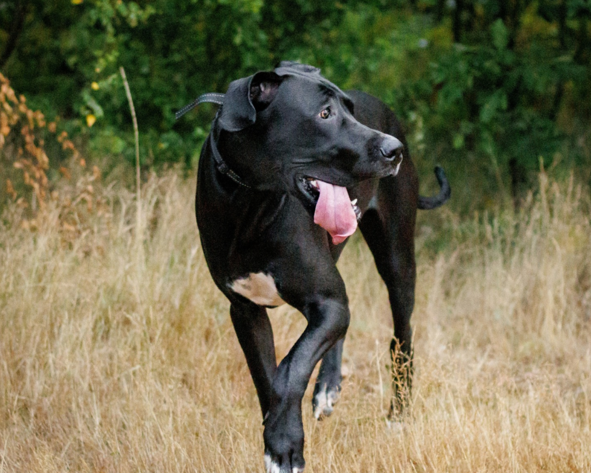 Best Joint Supplement for Great Danes: What Owners Should Look For