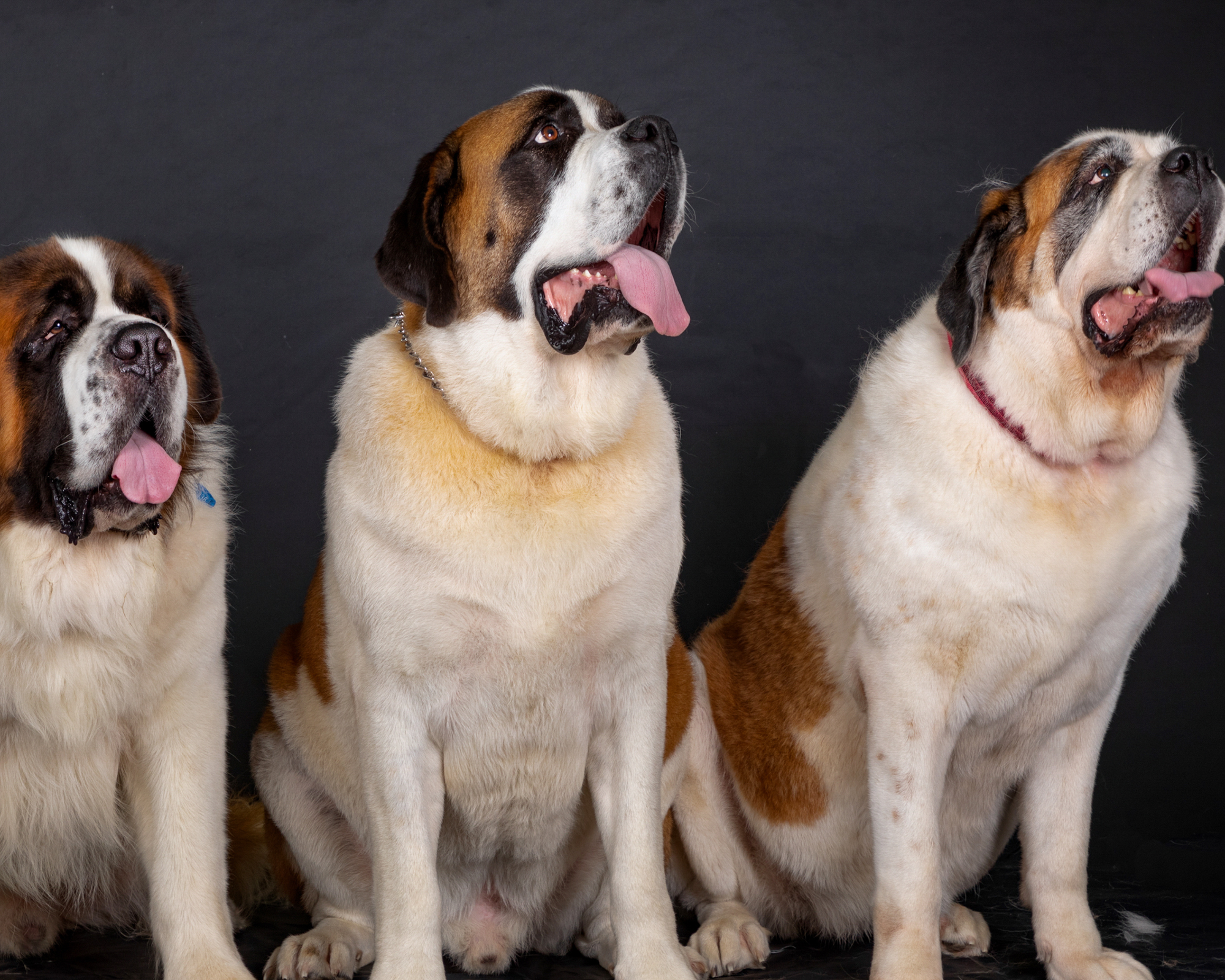 Arthritis in Giant Breeds: What Owners Need to Know