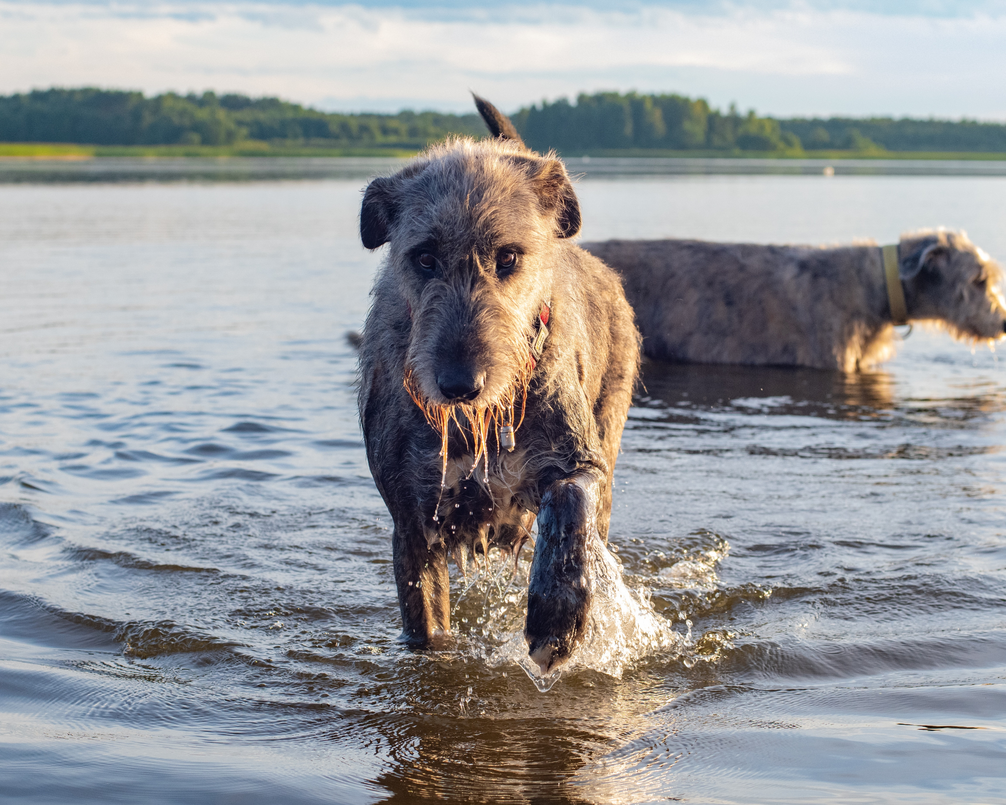 Giant Breed Joint Health: Protecting Your Big Dog's Mobility for Years to Come
