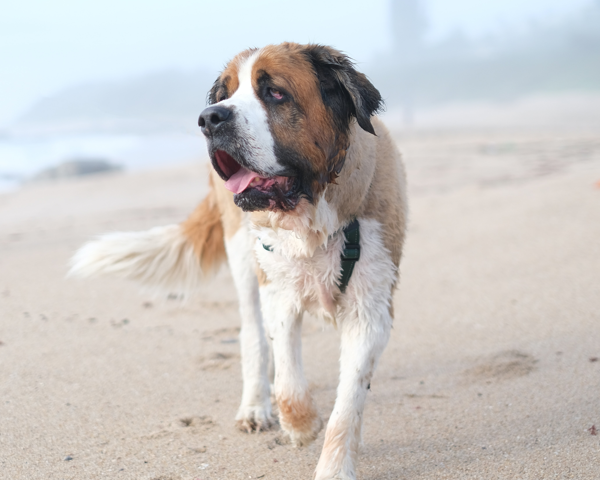 Signs Your Giant Breed Dog May Be Slowing Down