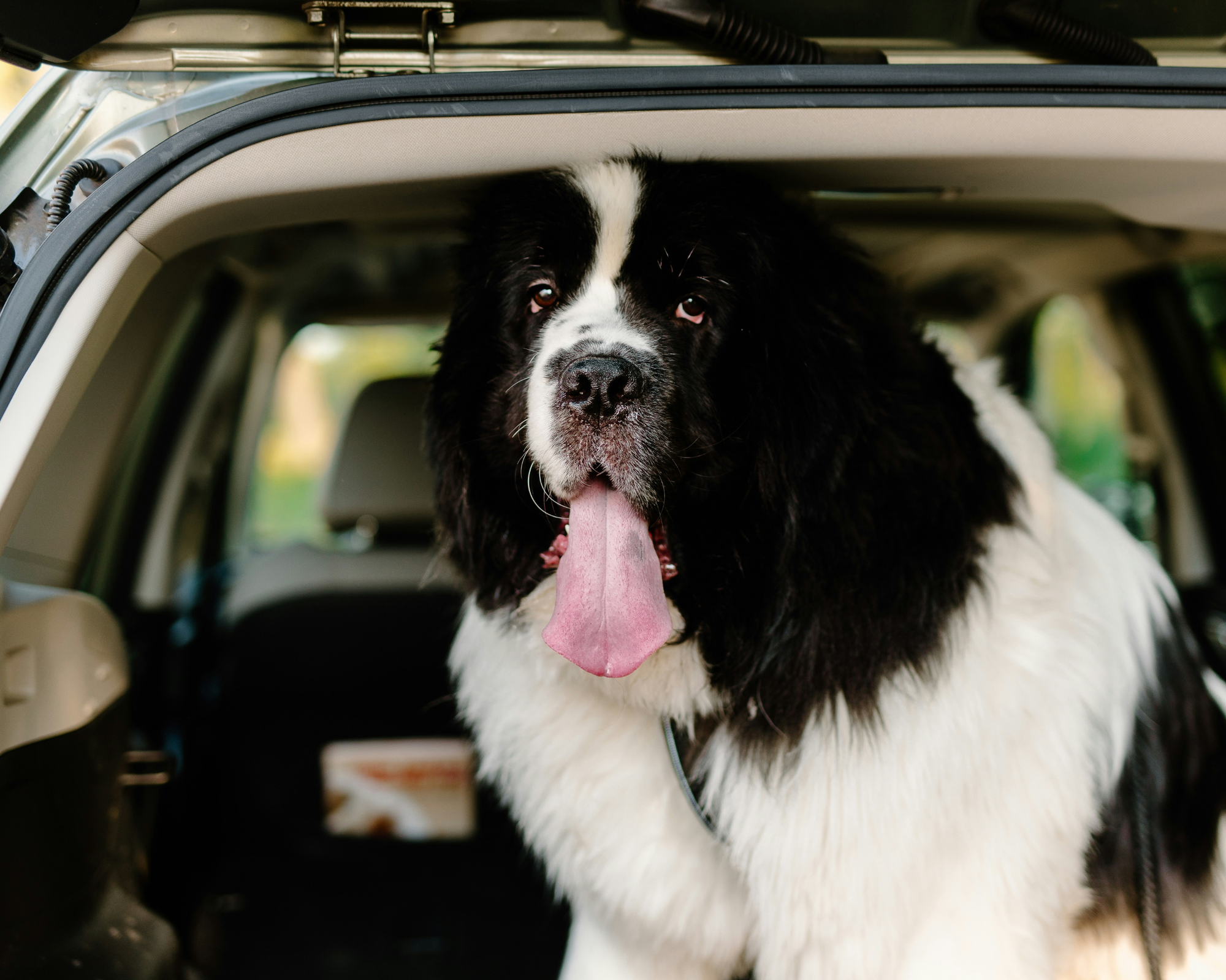 How to Help Your Giant Breed Dog Live a Longer, Healthier Life