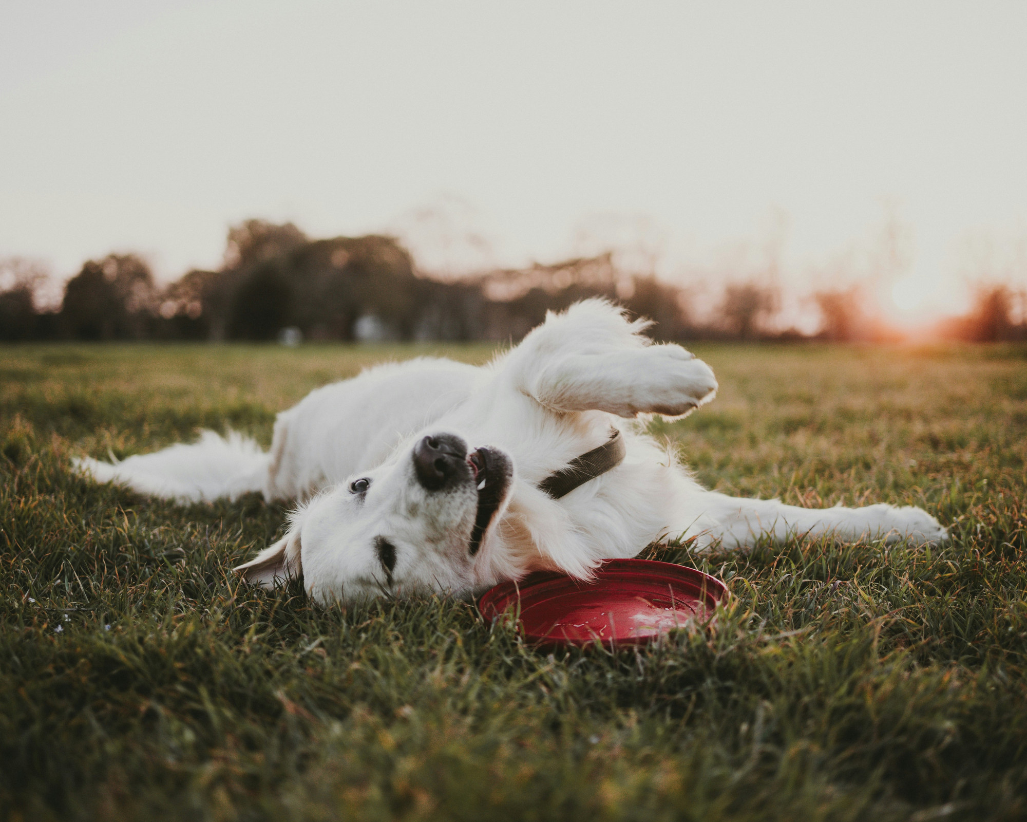 When Should Giant Breeds Start Joint Supplements?