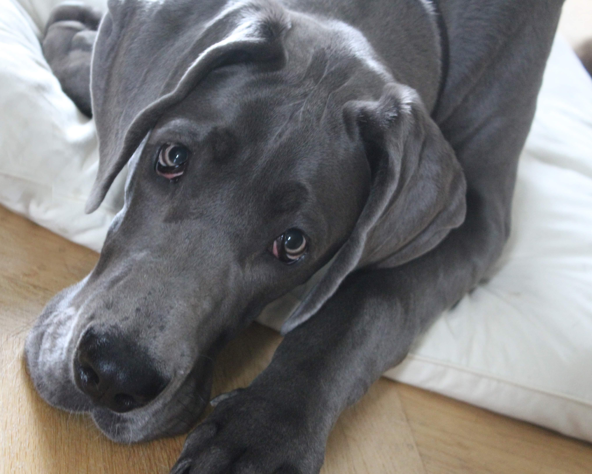 Bloat in Giant Breeds: What You Can Control (and What You Can't)