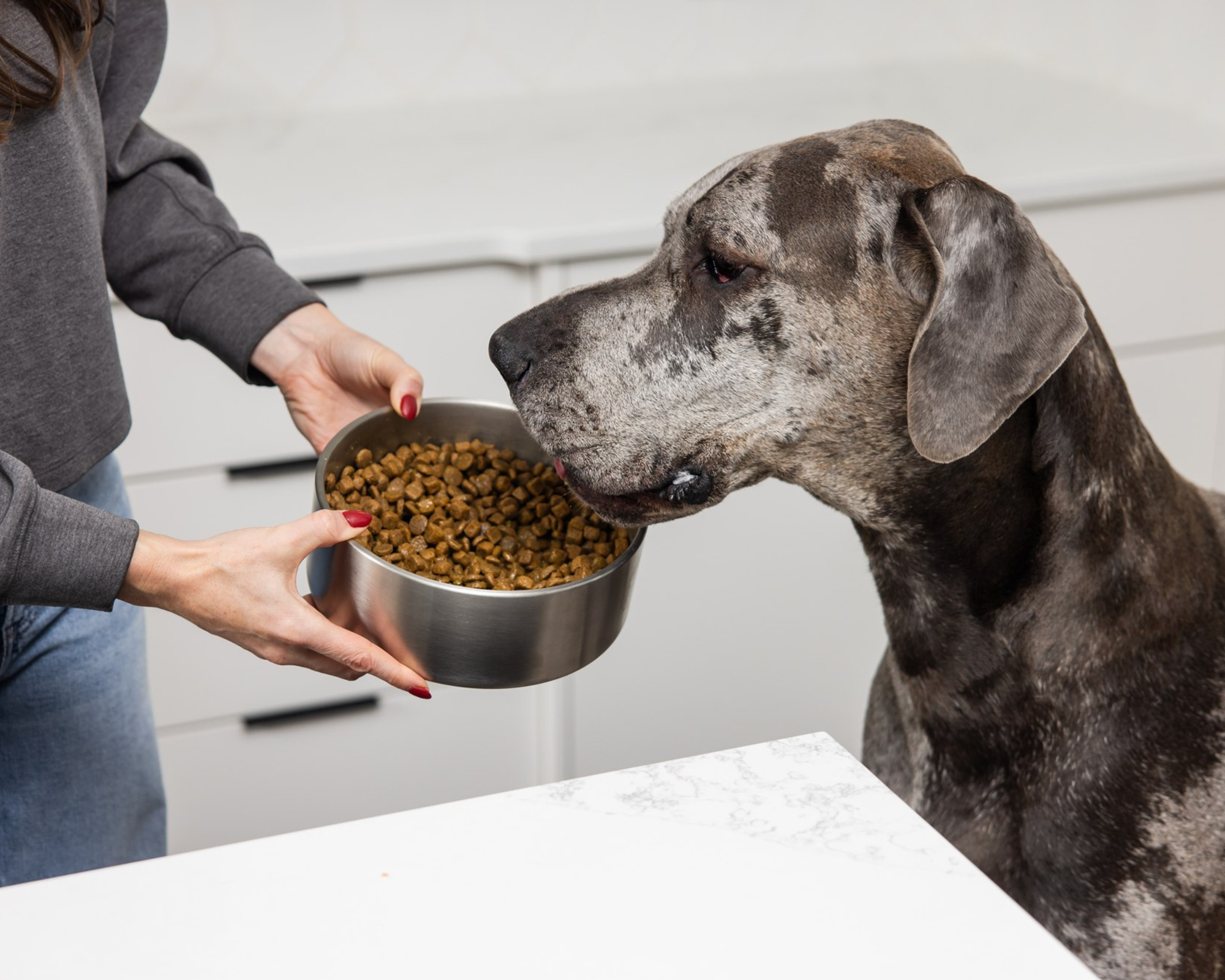 Bloat in Great Danes: What You Can Control (and What You Can't)