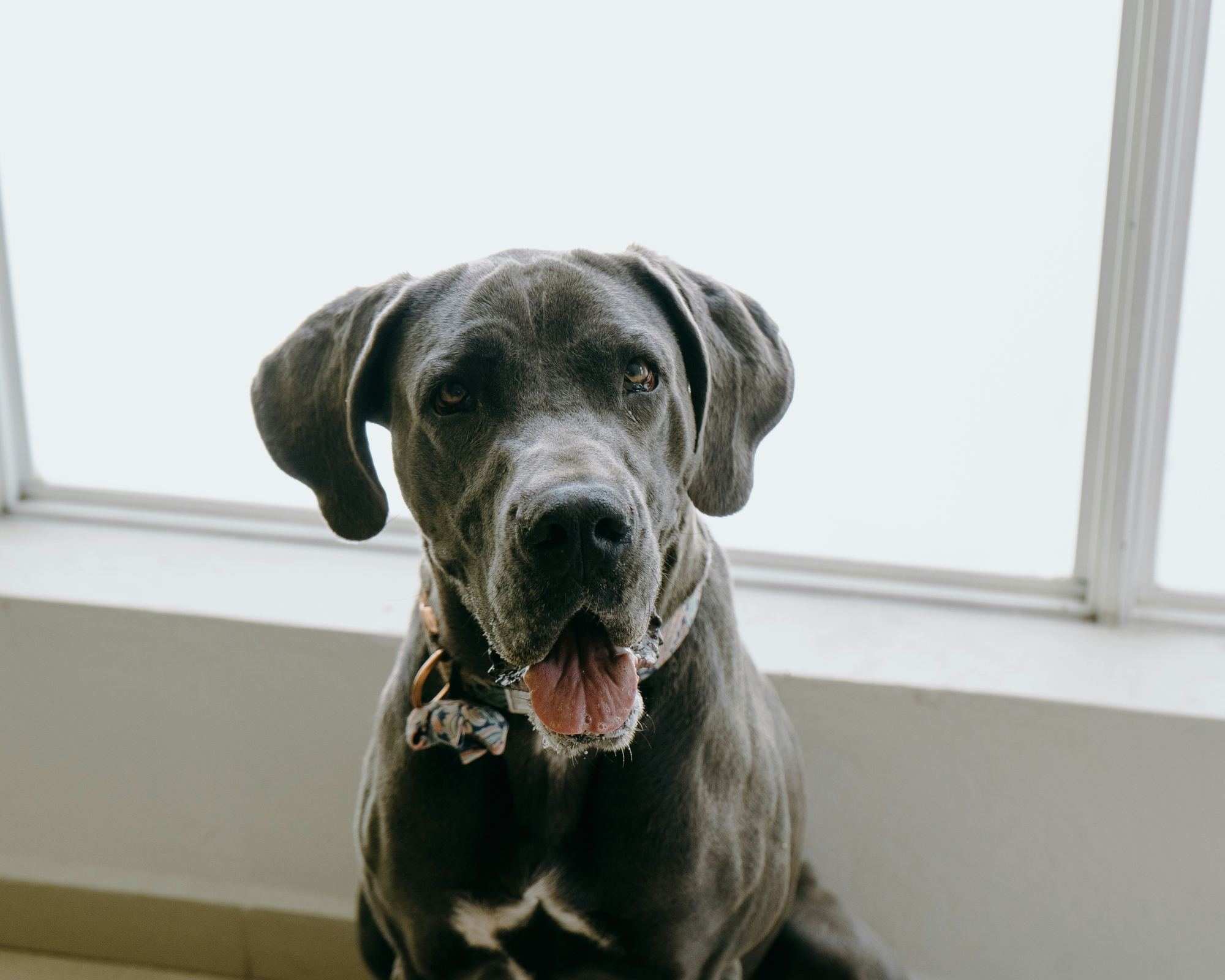 Arthritis in Great Danes: What Owners Need to Know