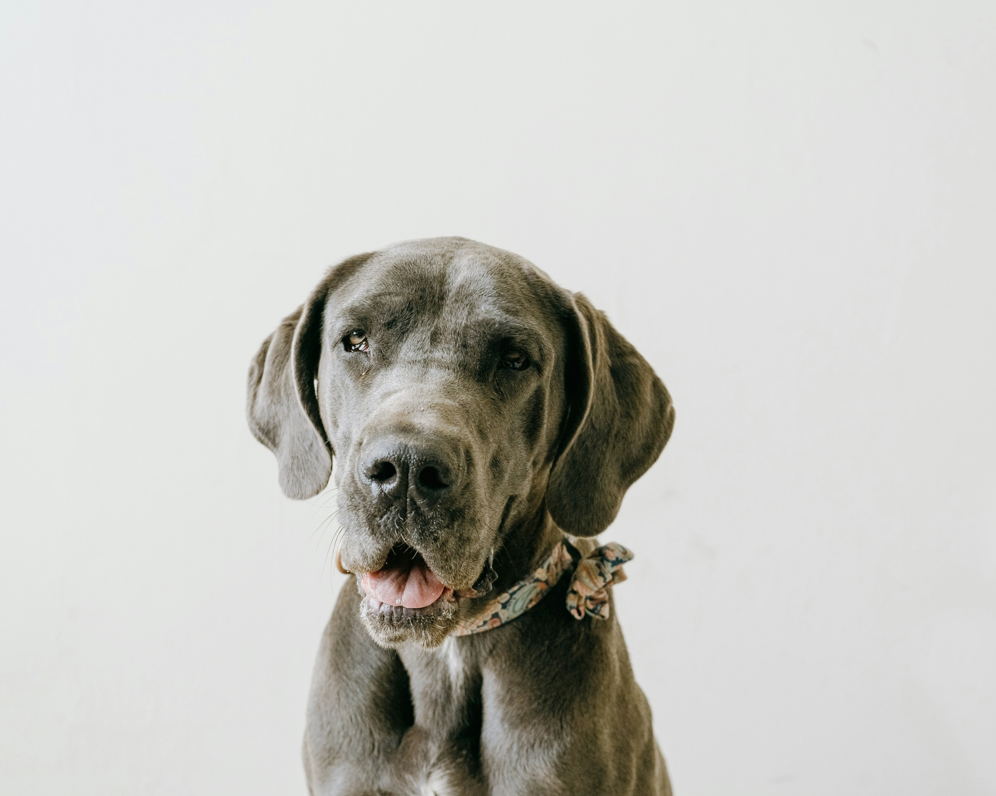 Signs Your Great Dane May Be Slowing Down