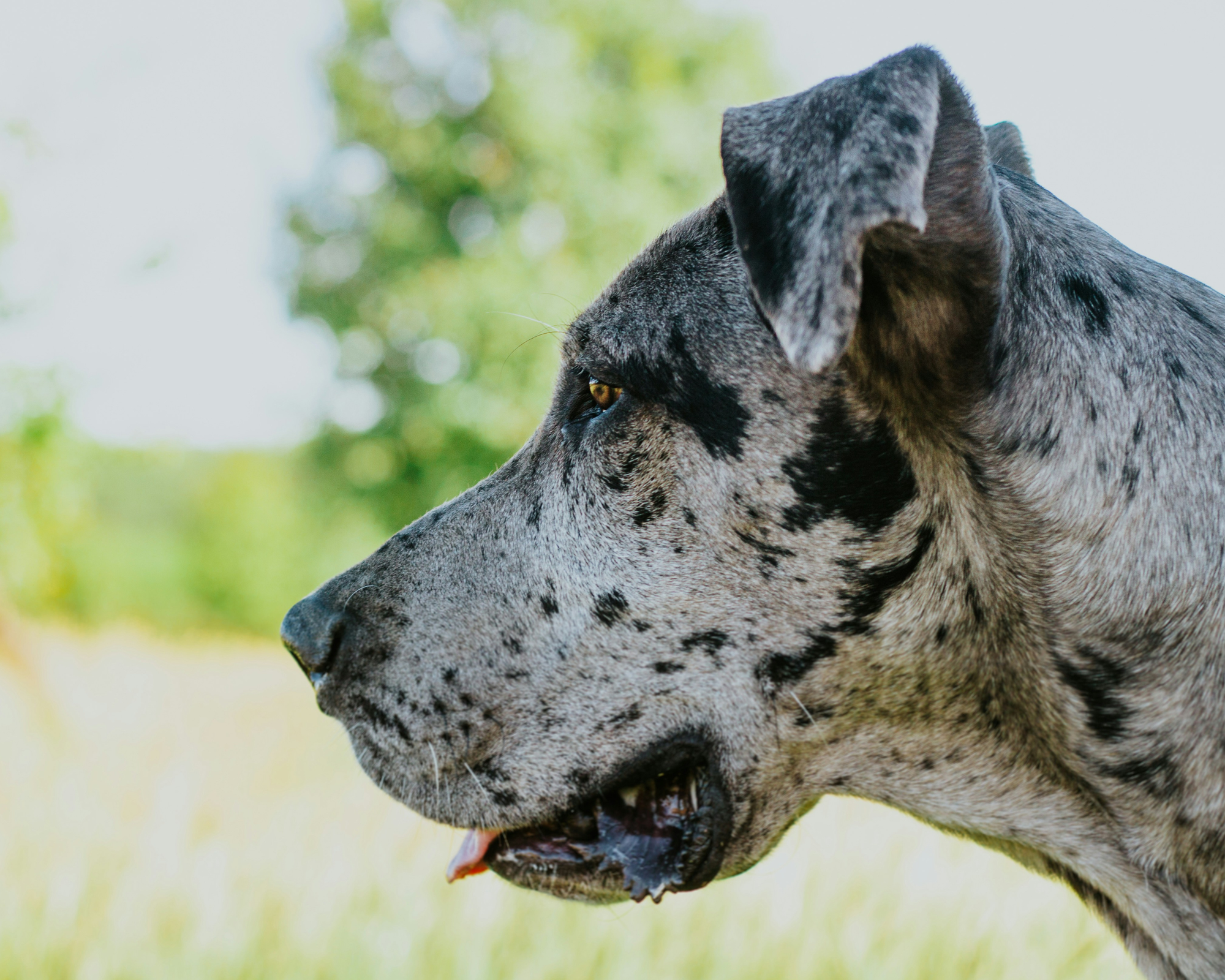 When Should Great Danes Start Joint Supplements?