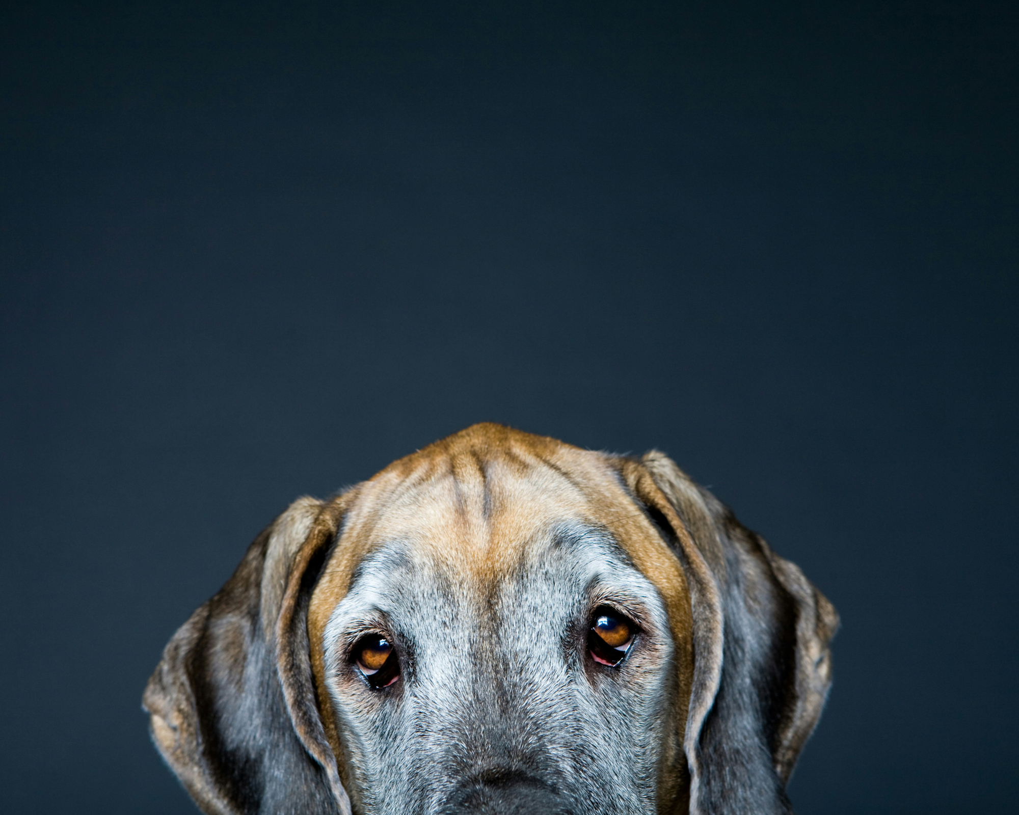 How to Help Your Great Dane Live a Longer, Healthier Life