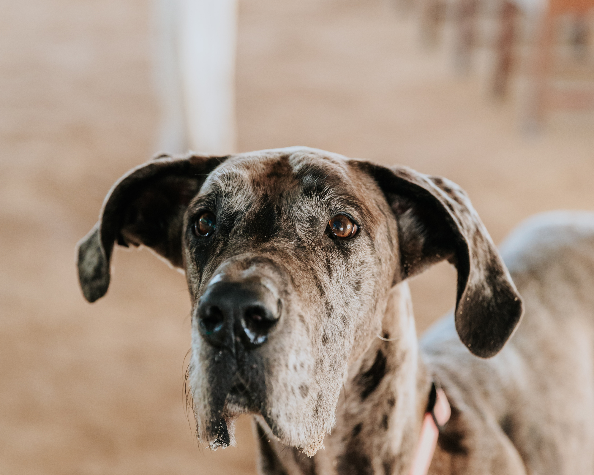 Hip Dysplasia in Great Danes: Signs, Treatment, and Prevention