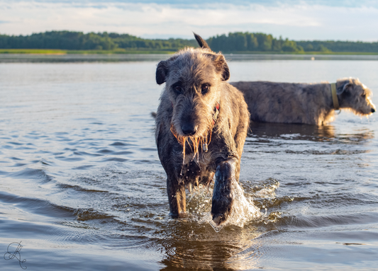 Summer Heat and Giant Breed Dogs: How to Keep Them Cool and Safe