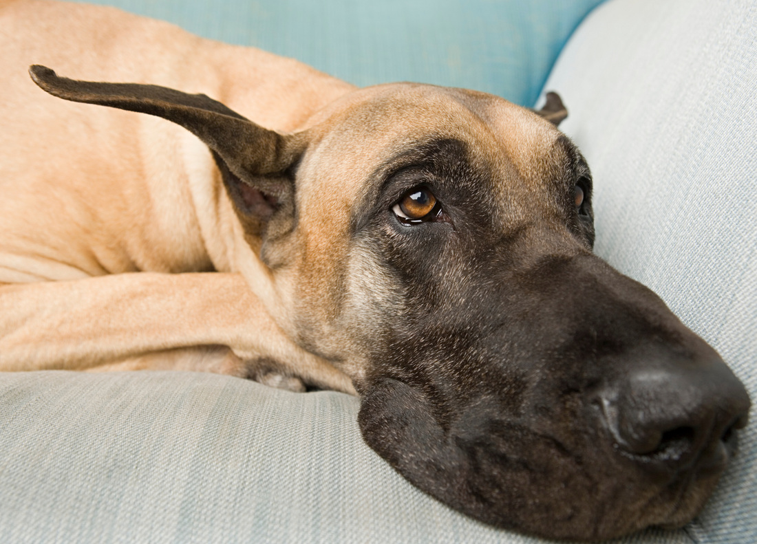 Beat the Heat: Fun Indoor Games to Keep Your Giant Breed Dog Engaged