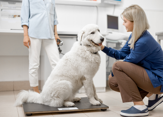 Giant Breed Joint Care Guide: When to Start and Why It Matters