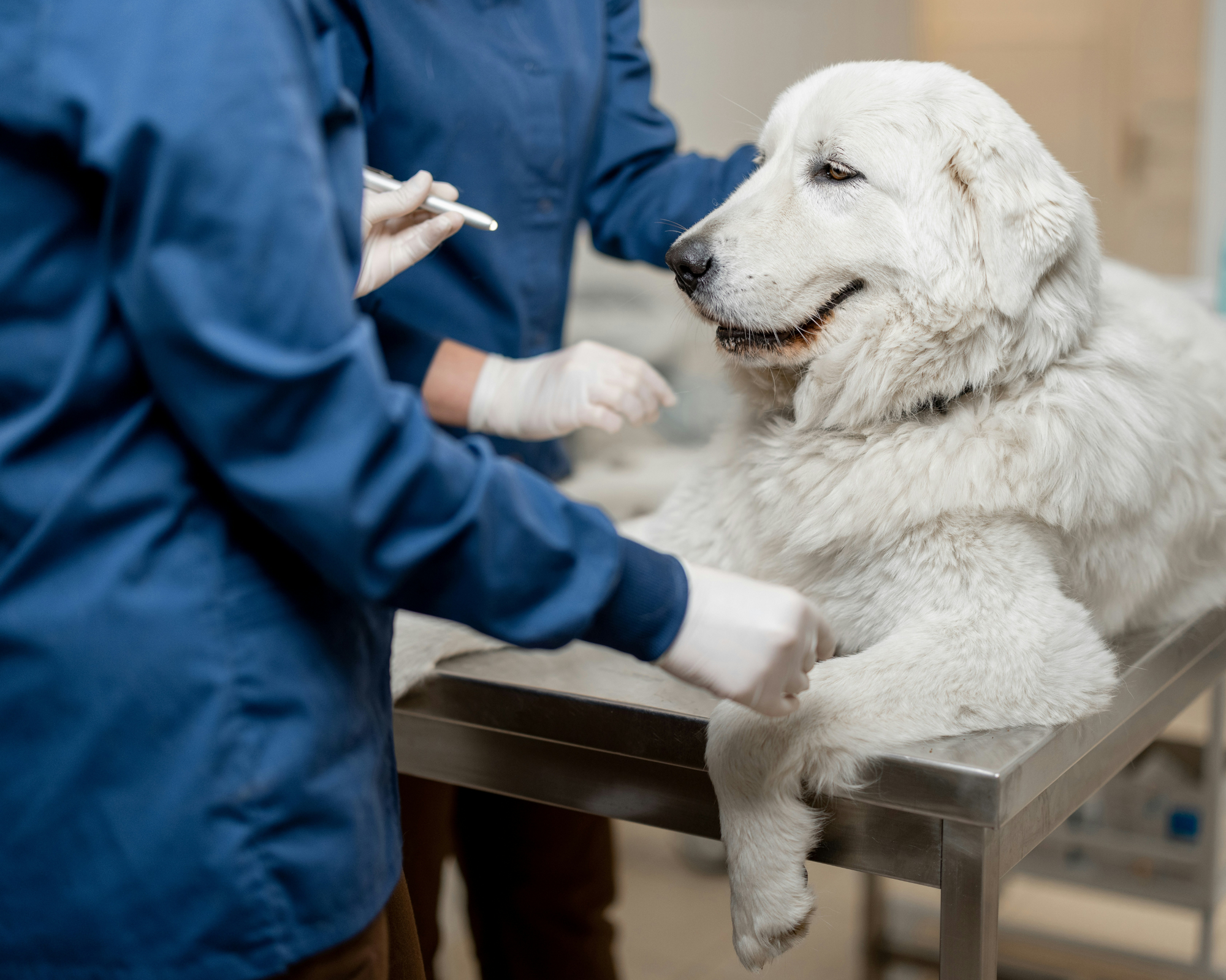 Celebrating National Veterinary Technician Week: A Thank You to the Heroes Behind the Scenes