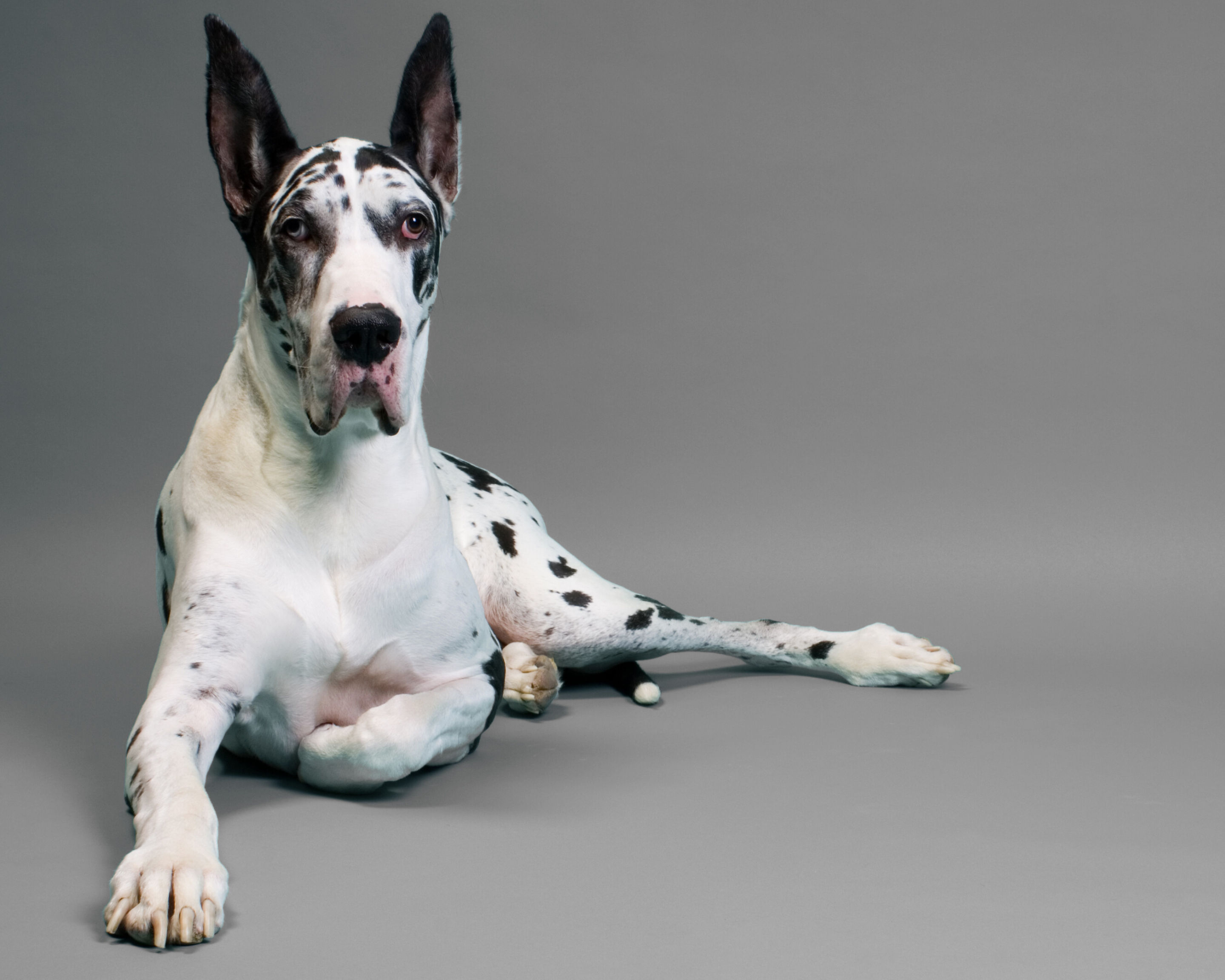 Thinking About Getting a Great Dane After Watching The Friend? Read This First.