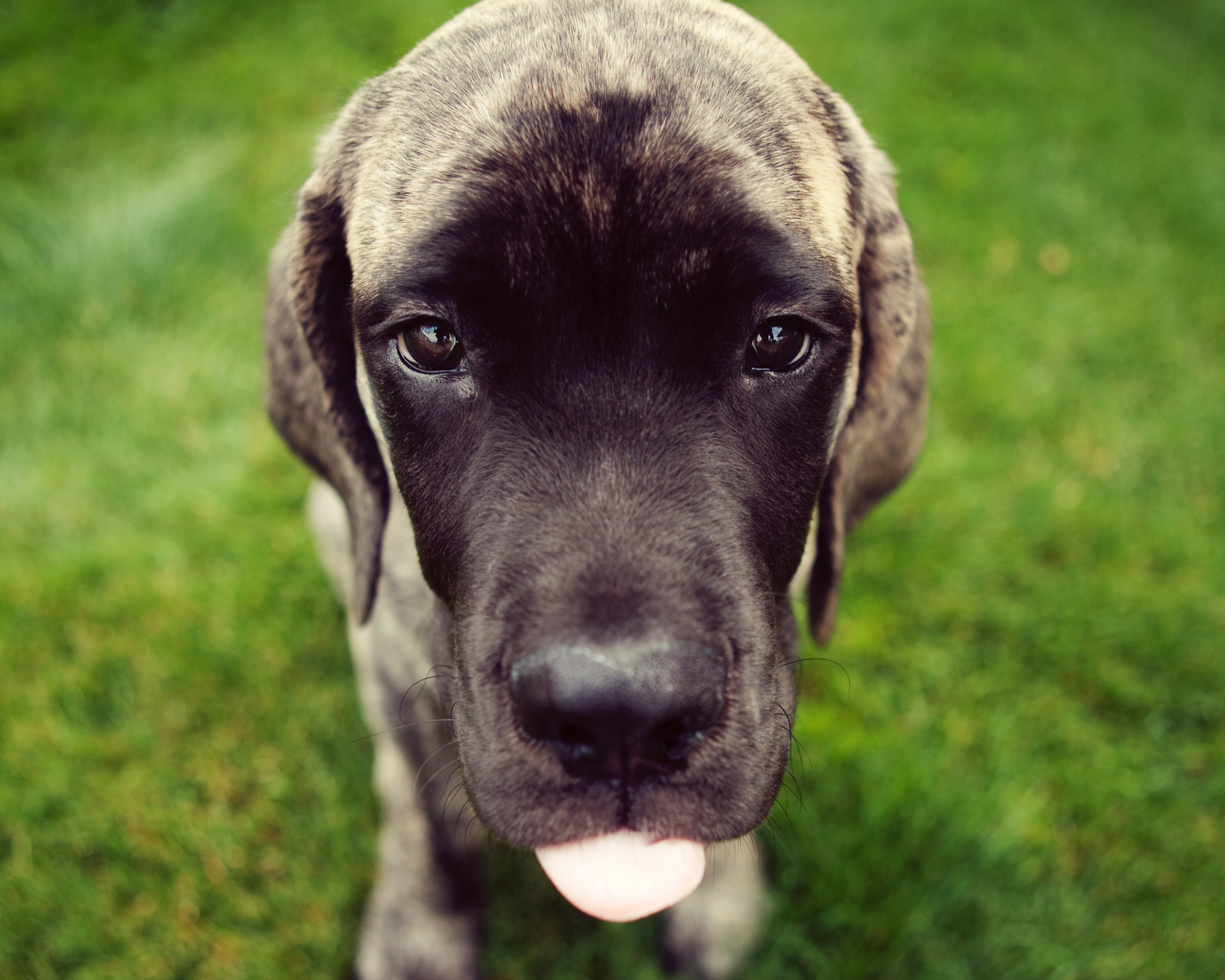 What Is Puppy Season? Why Shelters Overflow Every Spring (And What Dog Owners Should Know)