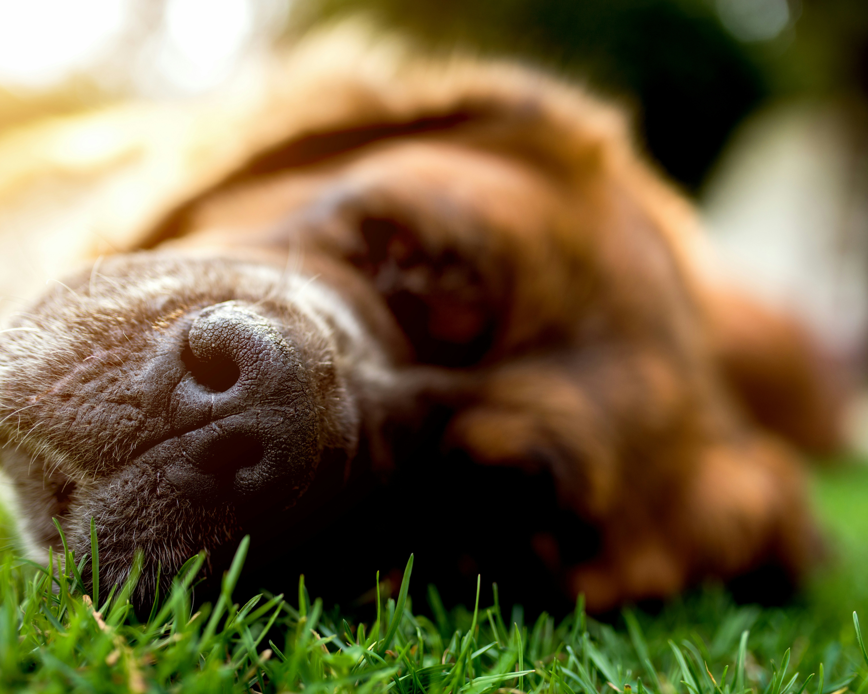 Best Enrichment Toys for Big Dogs: Brain Games for Giant Breed Mental Health