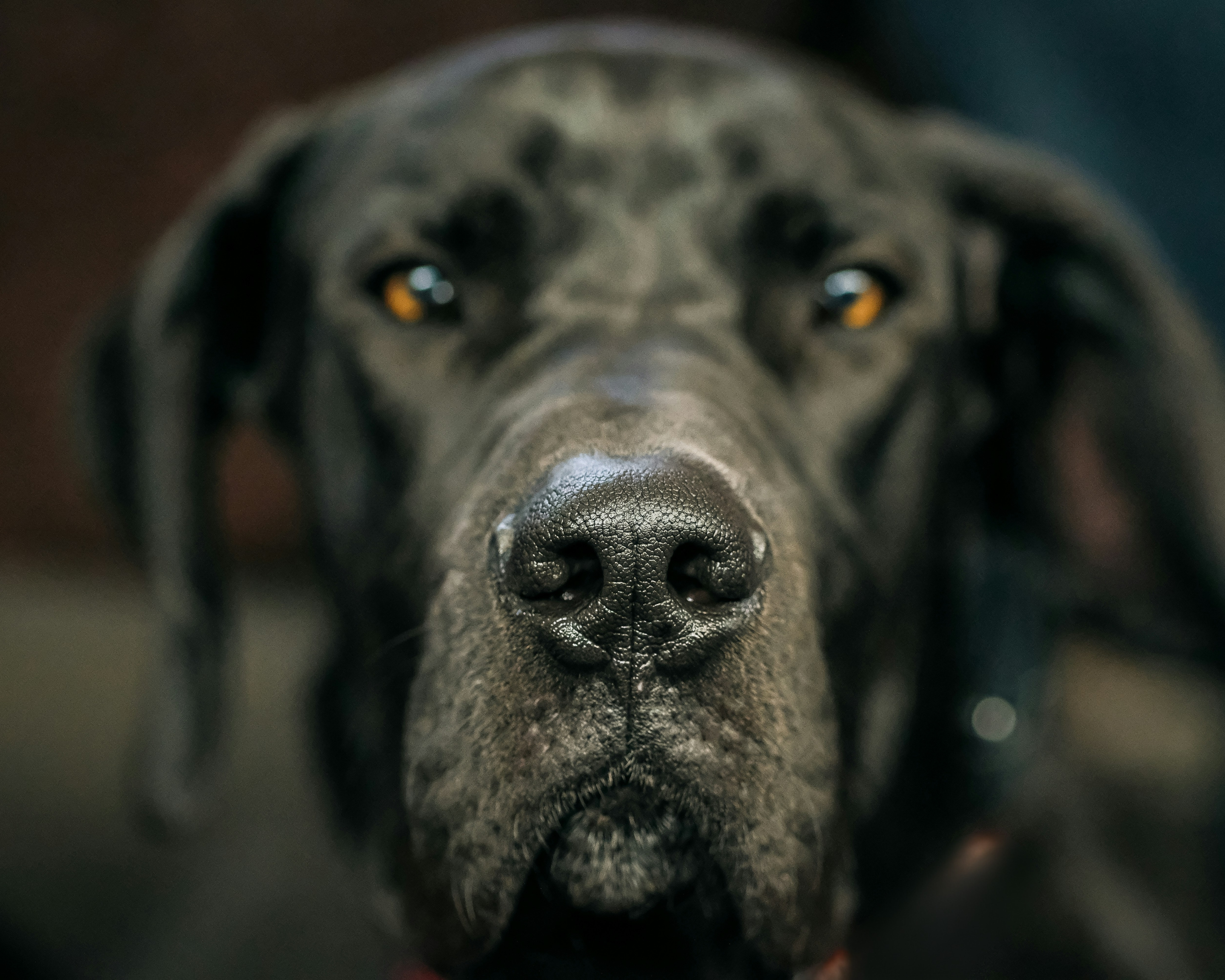 The Other Side of Sweet: Understanding the Tougher Traits of Great Danes