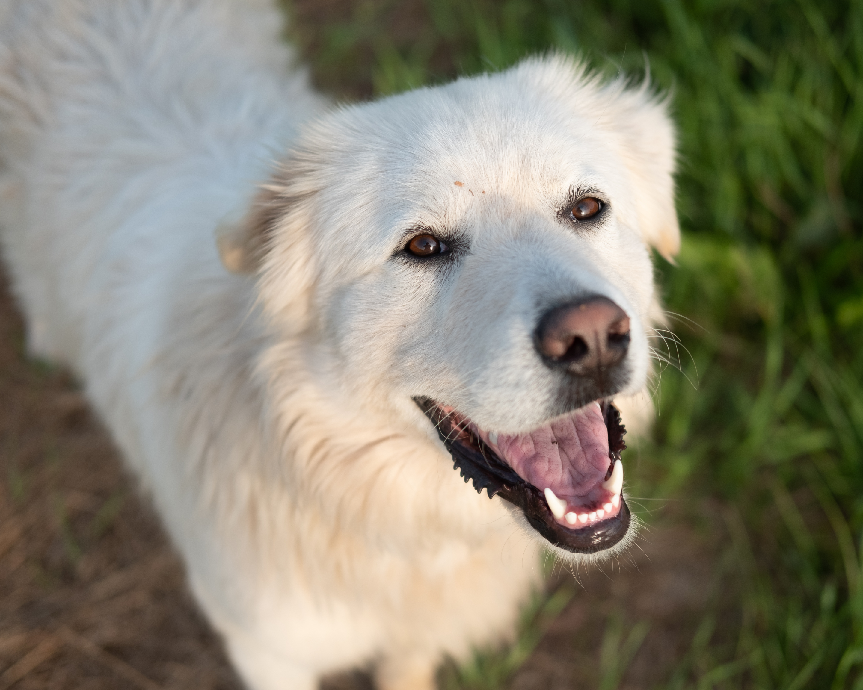 Beyond the Supplement: Our Mission to Support Big Dogs Better
