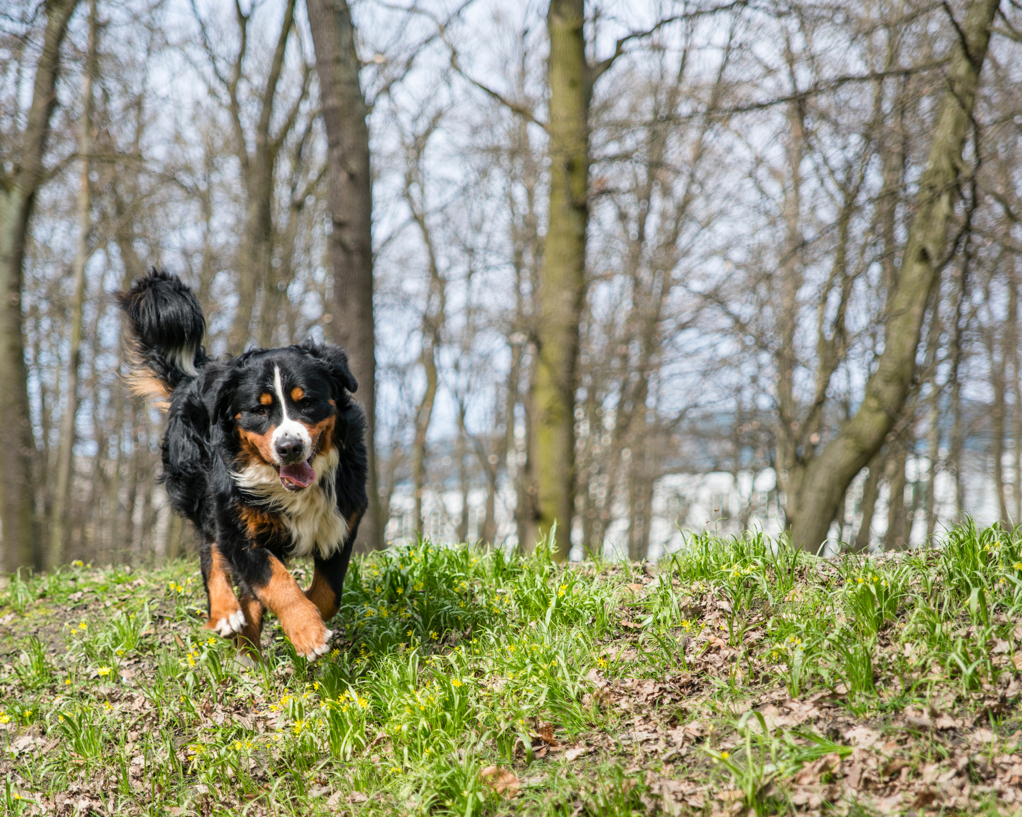 Not Noticing a Difference in Your Dog with Our Supplement? GOOD.