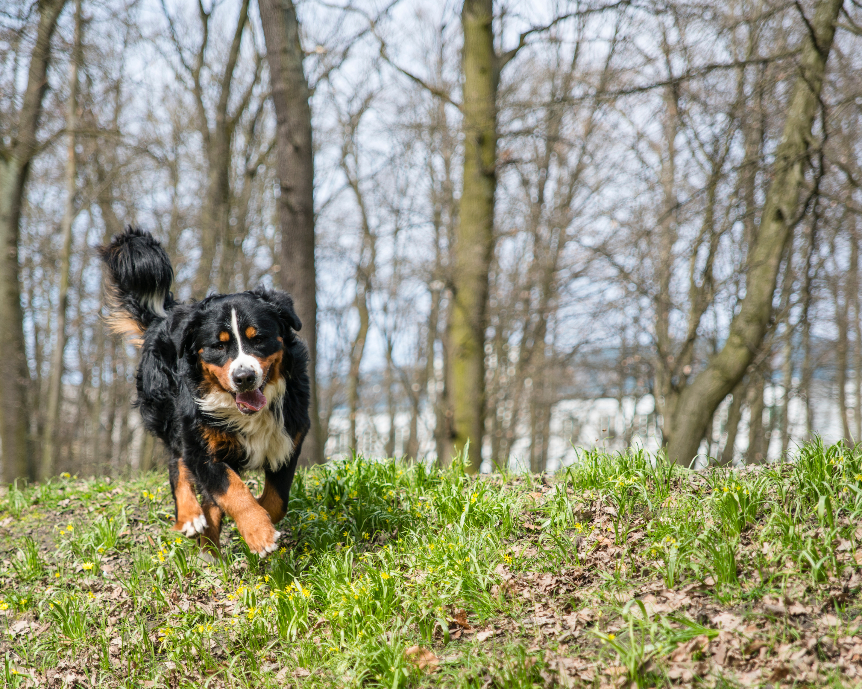 Not Noticing a Difference in Your Dog with Our Supplement? GOOD.