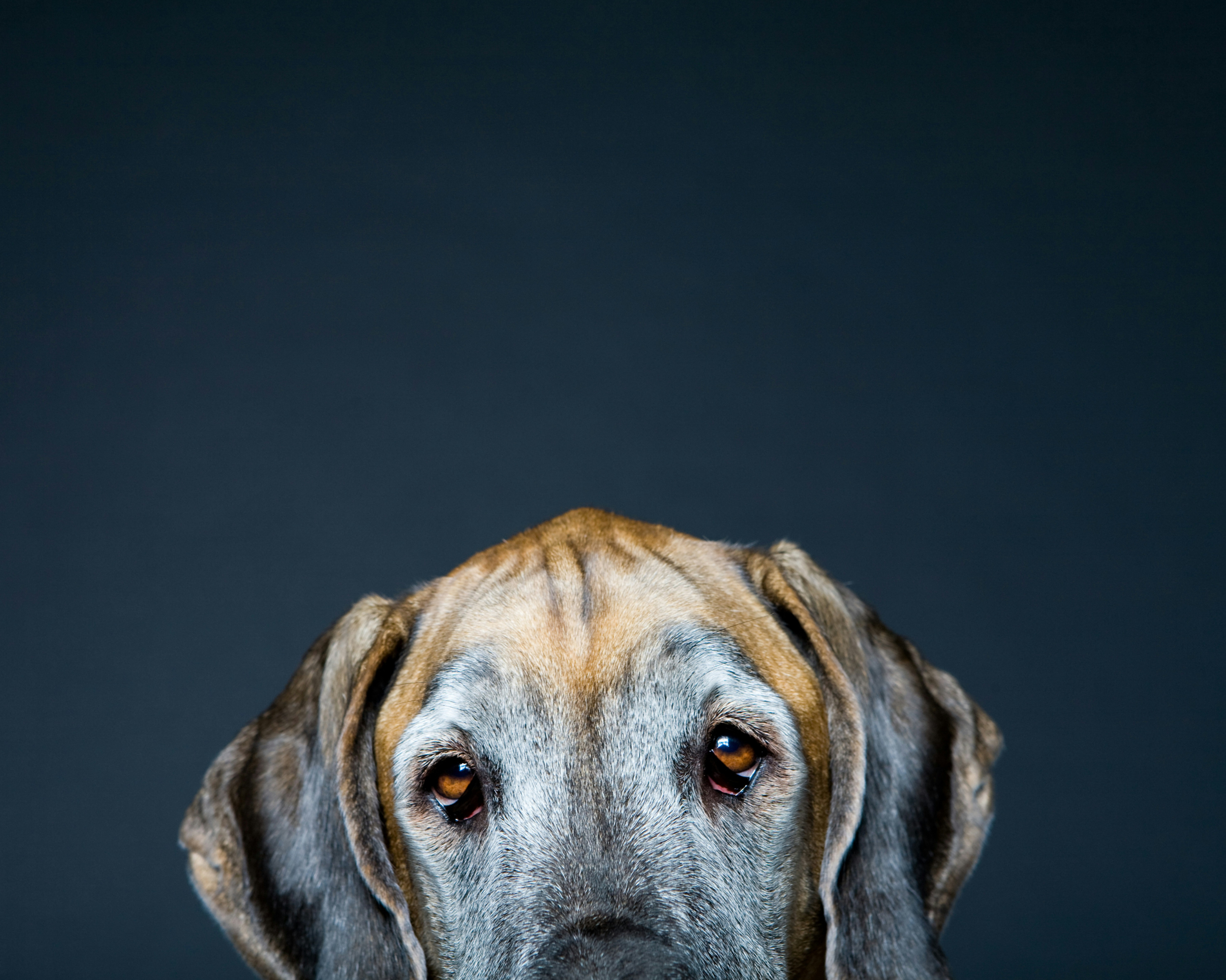 Age Is Not a Disease: How to Help Your Big Dog Thrive in Their Senior Years