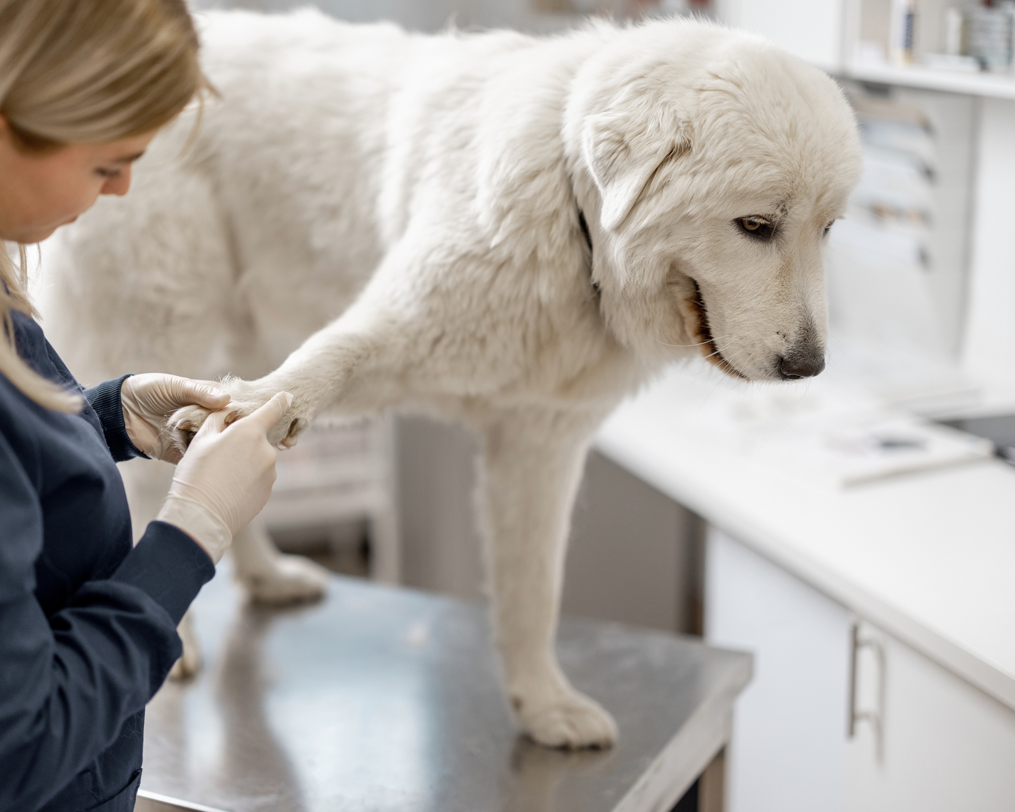 Proactive Care for Big Dogs: What It Really Means (and Questions to Ask Your Vet)