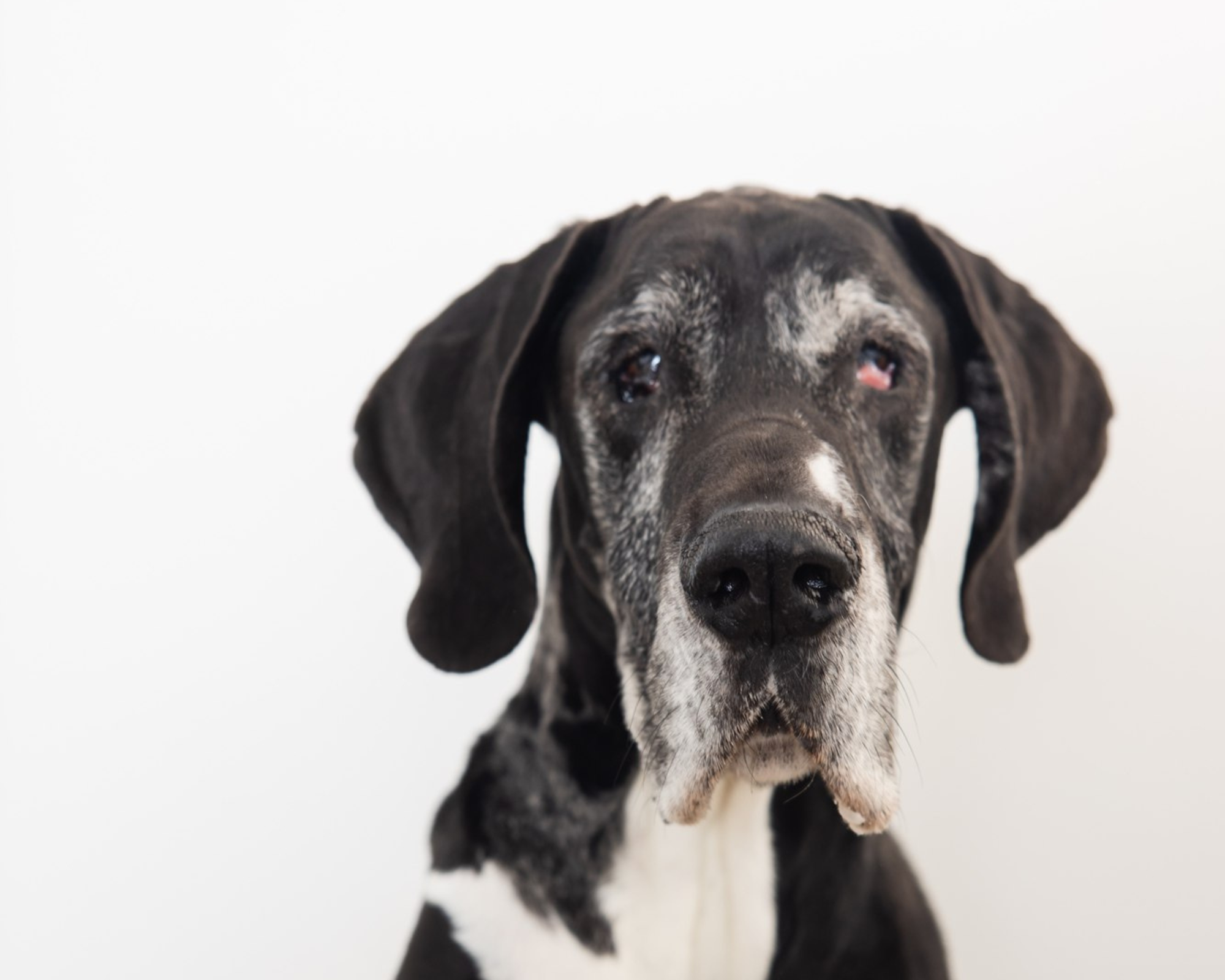 When Change is Hard to See: Noticing the Slow Shifts in Your Big Dog’s Health