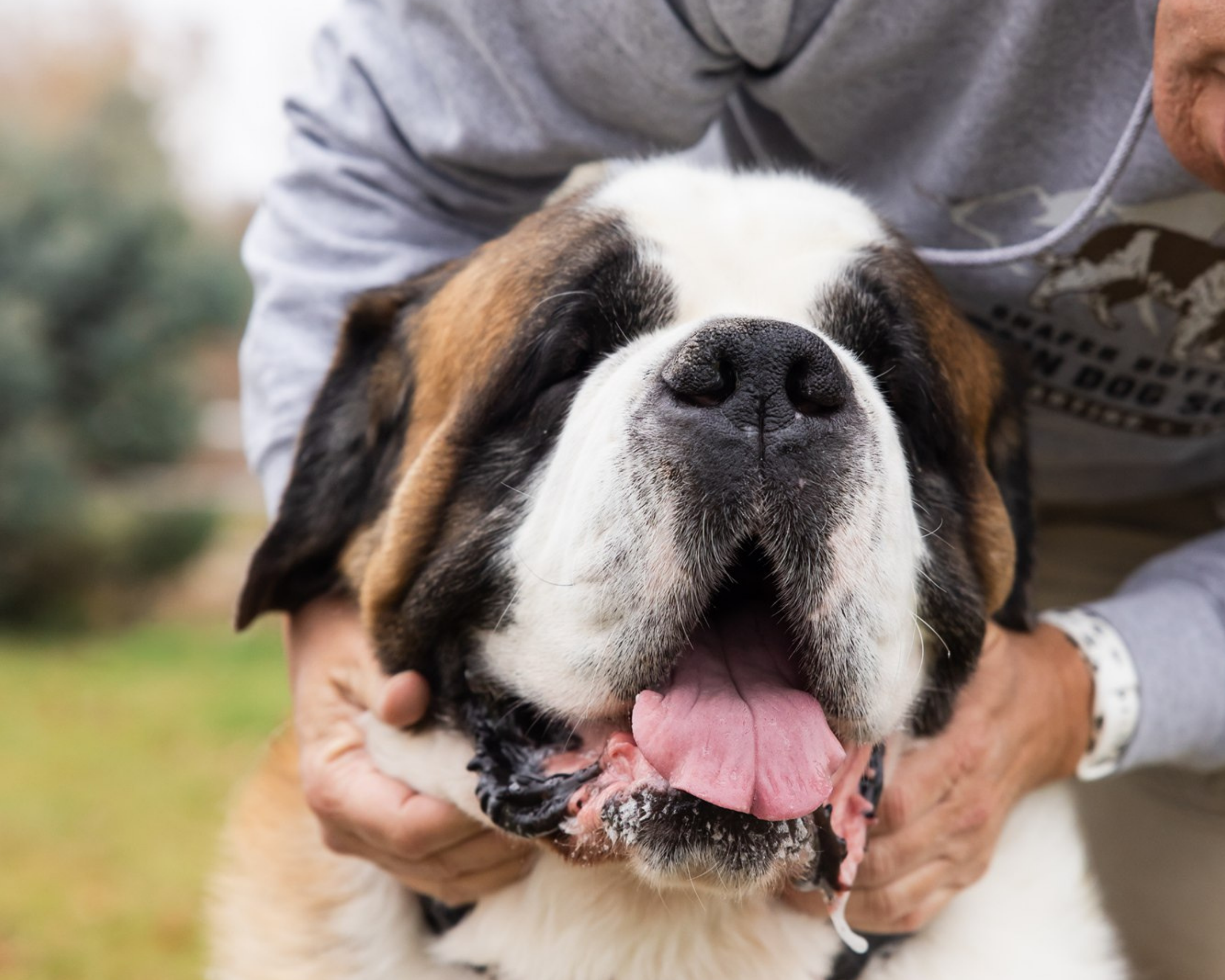 New Year, Same Big Dog: Simple Habits That Add Up to More Good Years Together