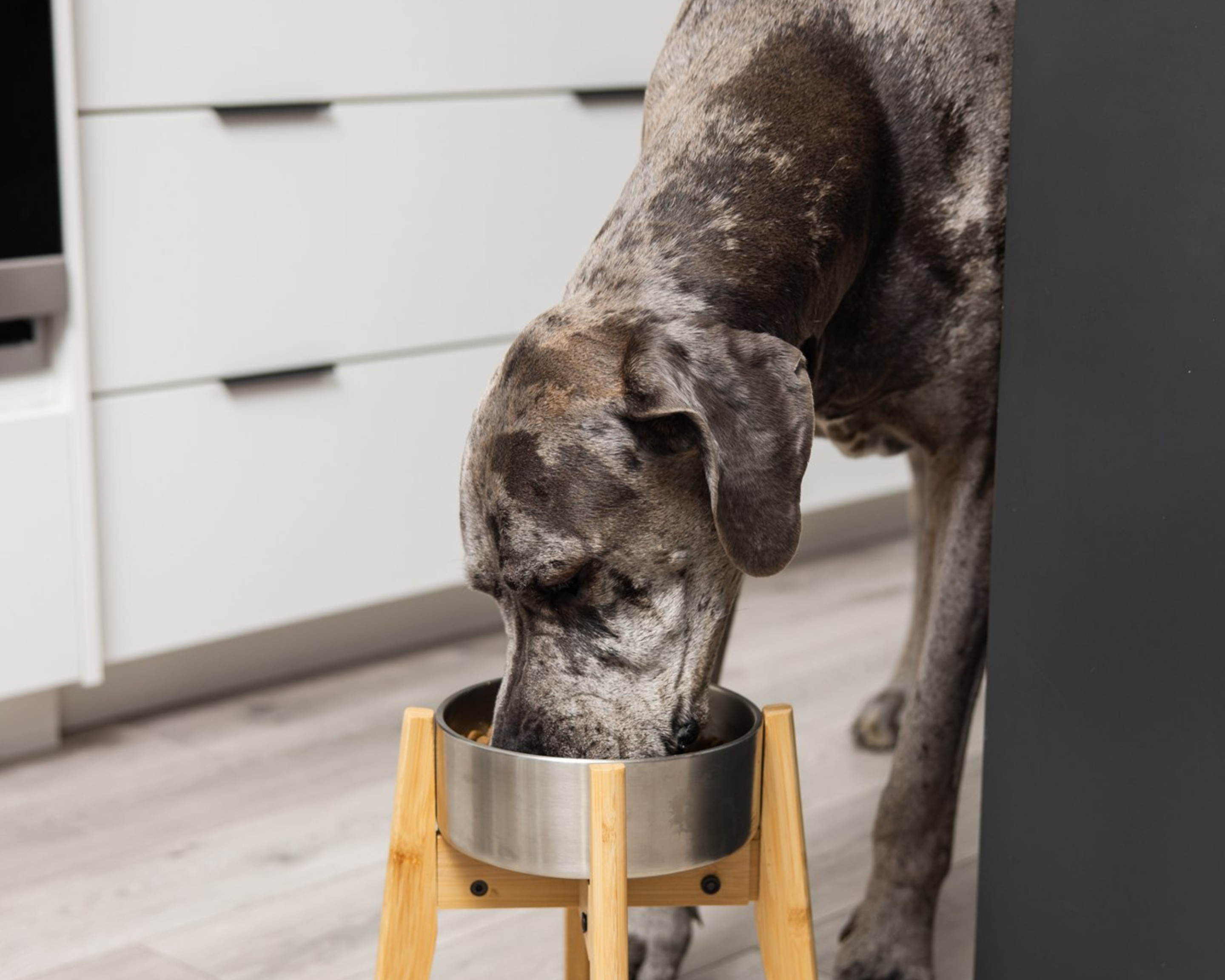 Why “Joint Support” Broths Don’t Actually Help Giant Breed Dogs