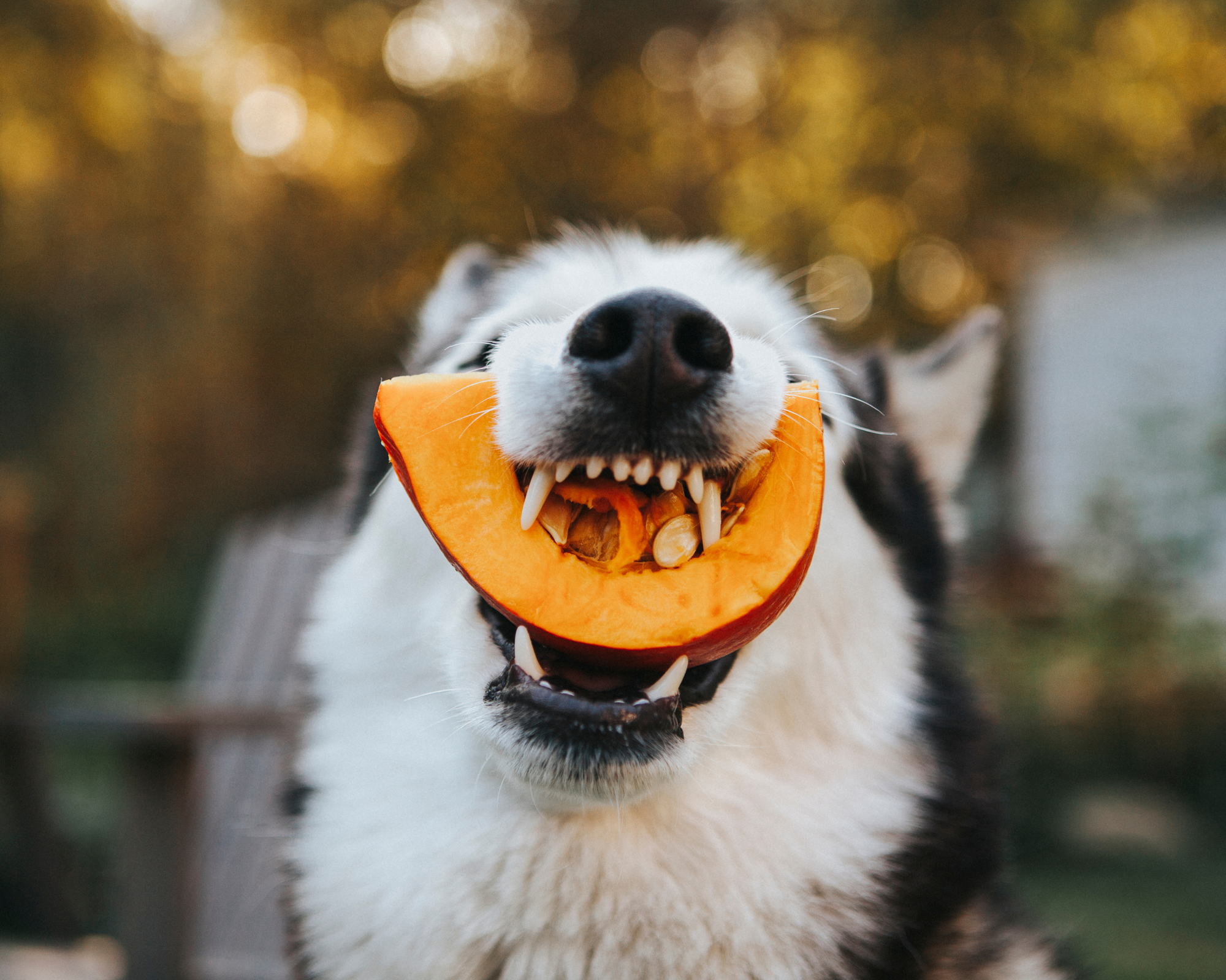 Pumpkin Perfection: Why Your Giant Breed Dog Will Love This Fall Favorite