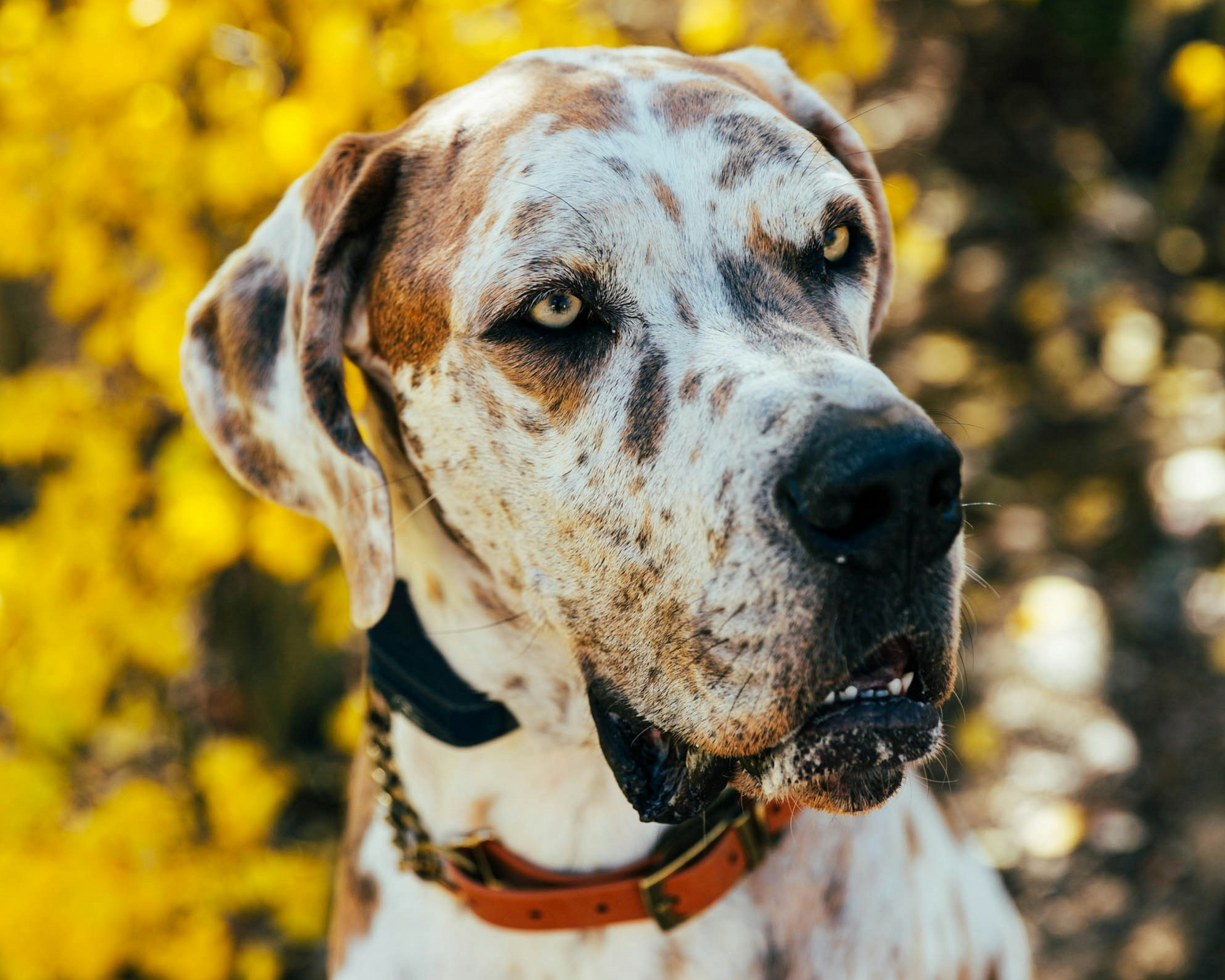 Fall Bucket List for Giant Breed Dogs: Big Adventures for Your Gentle Giant